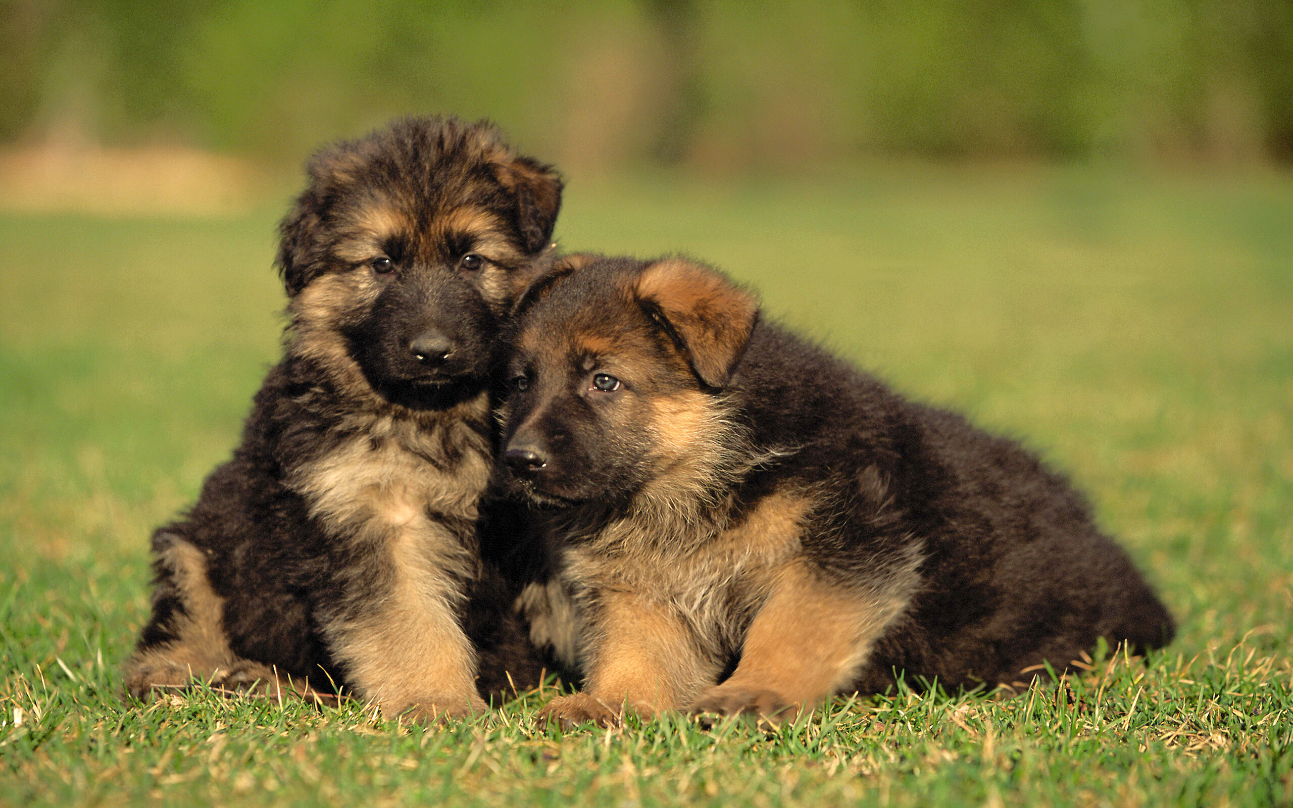 Siblings, German Shepherds Wallpaper, 2560x1600 HD Desktop