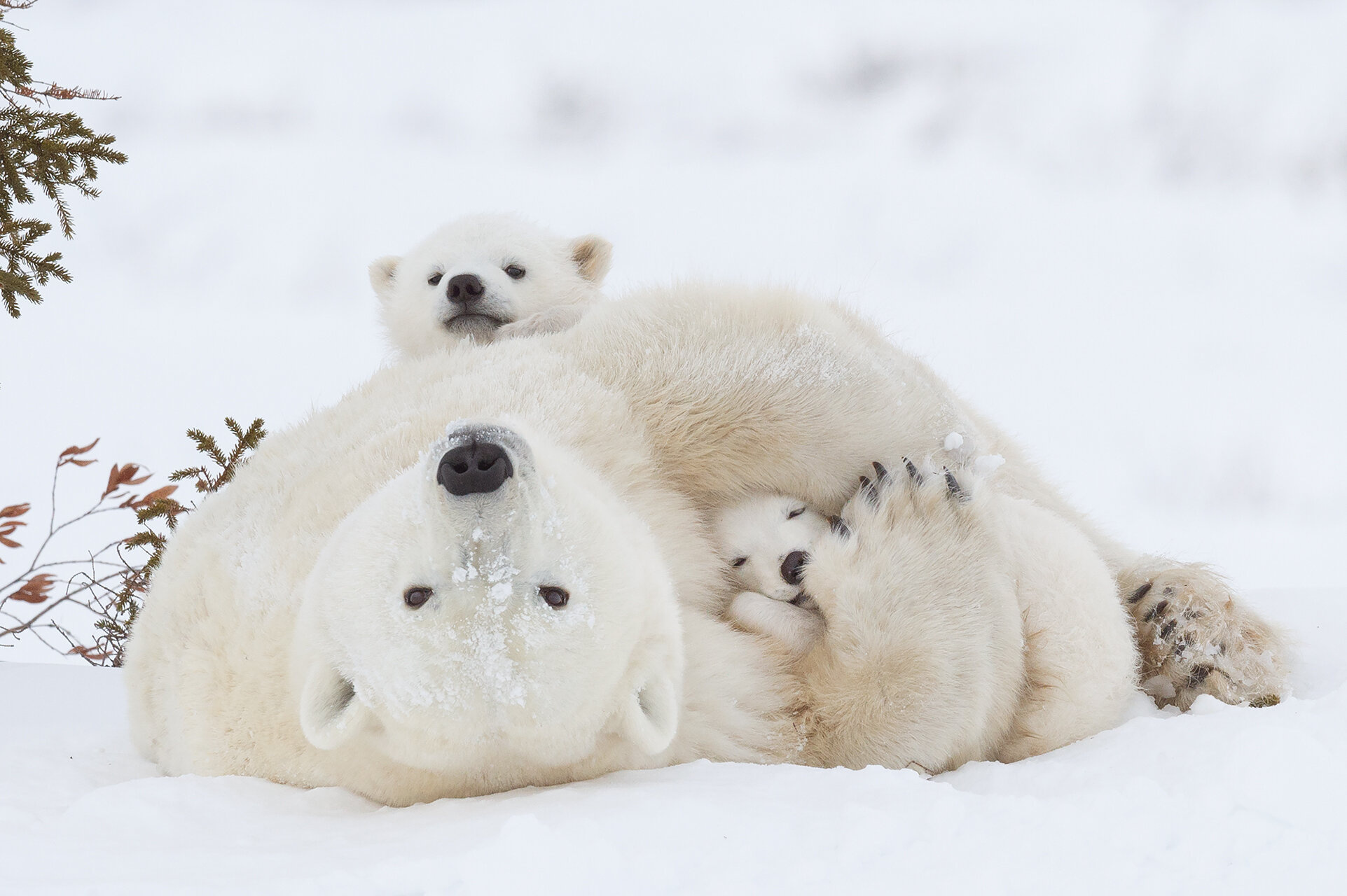 Captivating polar bear images, Daisy Gilardini photography, Arctic expedition, Wildlife photographer, 1930x1280 HD Desktop