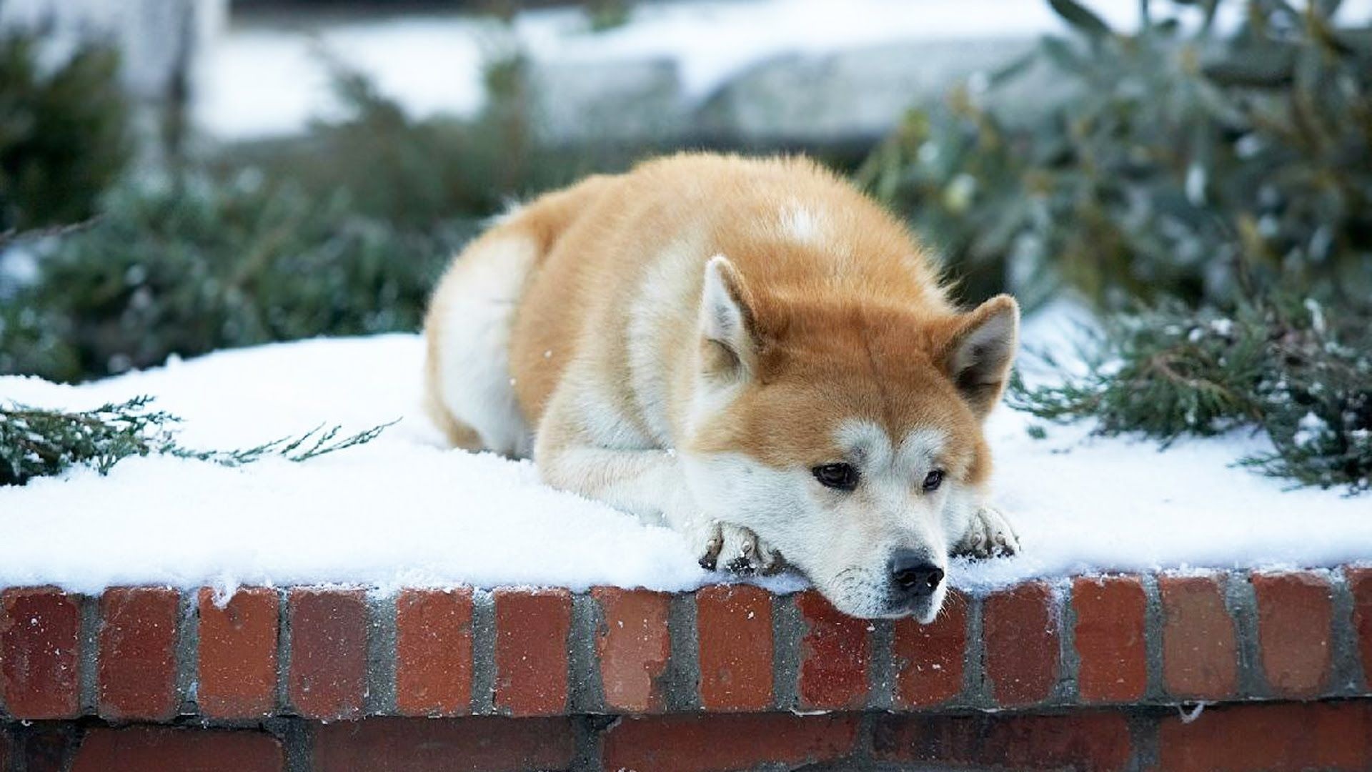 A Dog's Tale, Akita dog, Inspirational story, Unbreakable bond, 1920x1080 Full HD Desktop