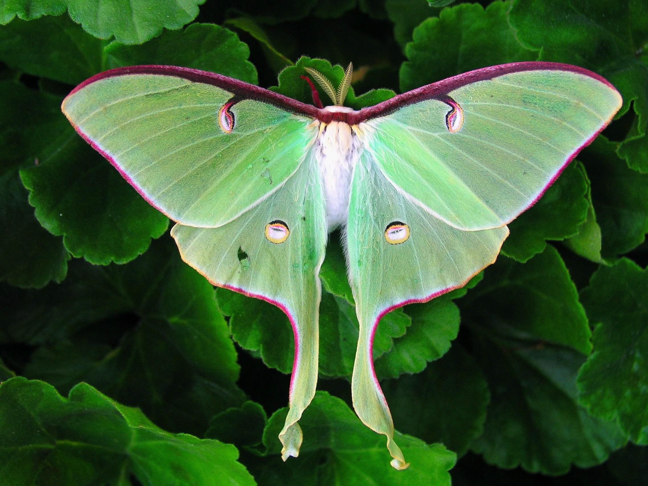 HD luna moth wallpaper, Striking colors, Detailed close-ups, Perfect for screens, 2280x1710 HD Desktop