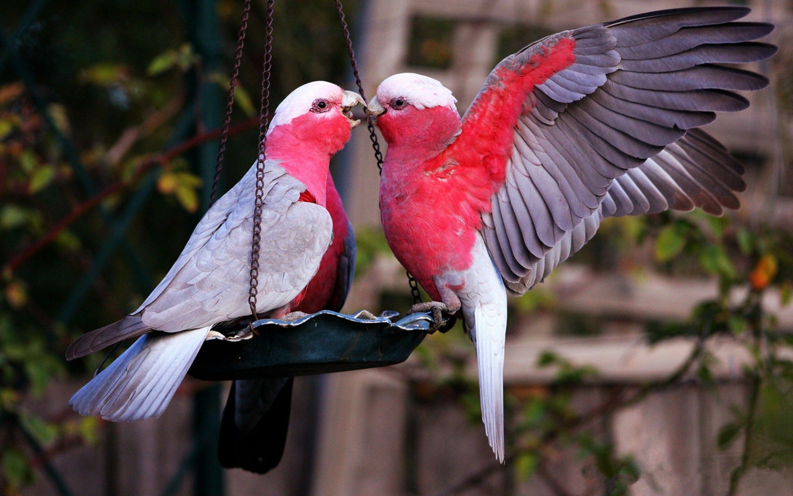 Galah, Birds Wallpaper, 2560x1600 HD Desktop