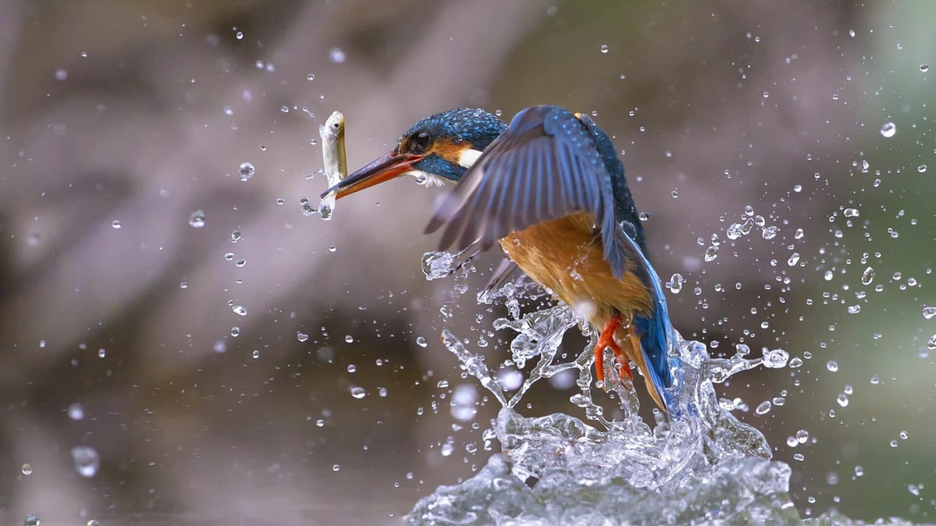 Kingfisher bird, Fishing water splashes, 1920x1080 Full HD Desktop