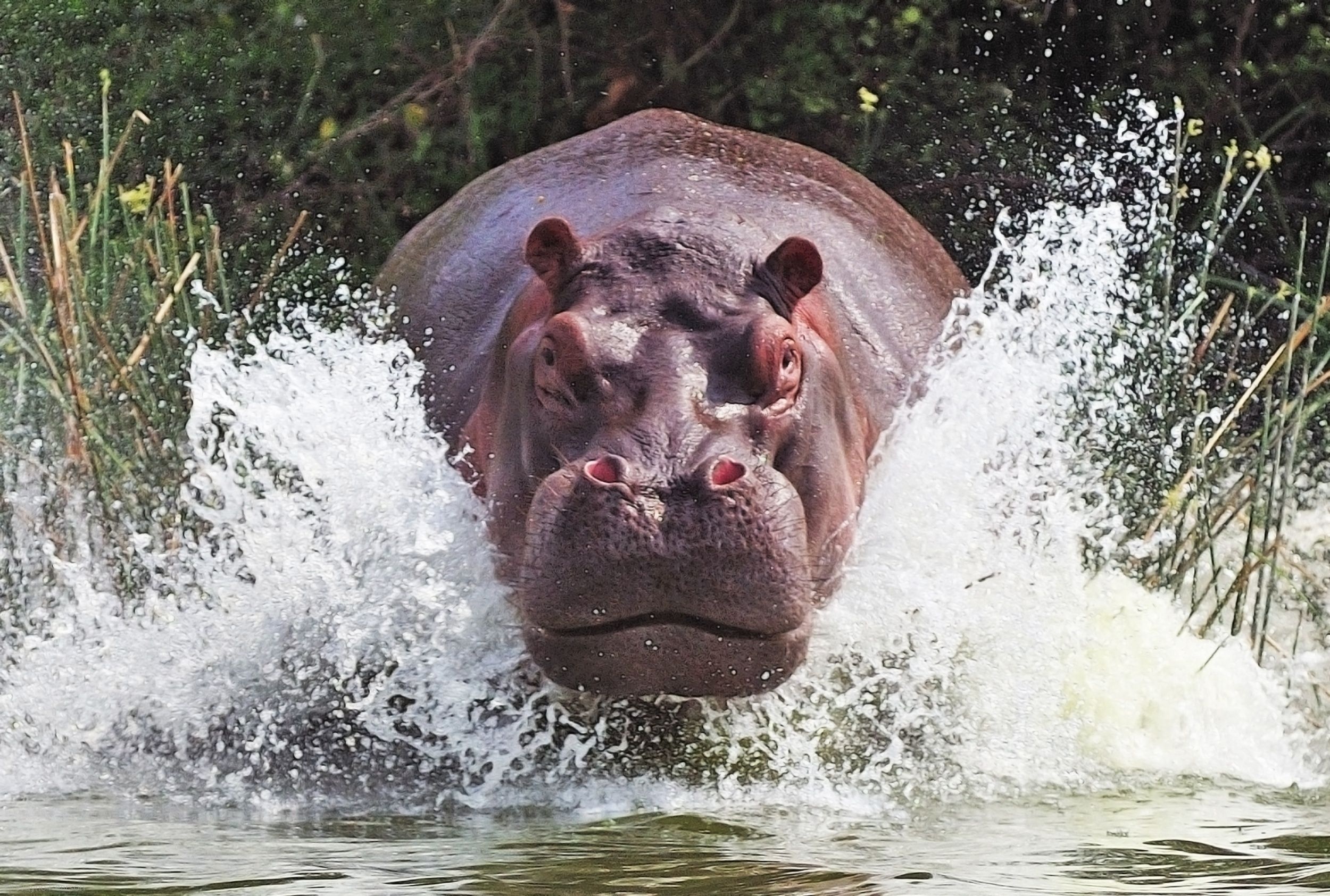 Cute baby hippos, Adorable animal babies, Playful young animals, Baby wildlife, 2500x1690 HD Desktop