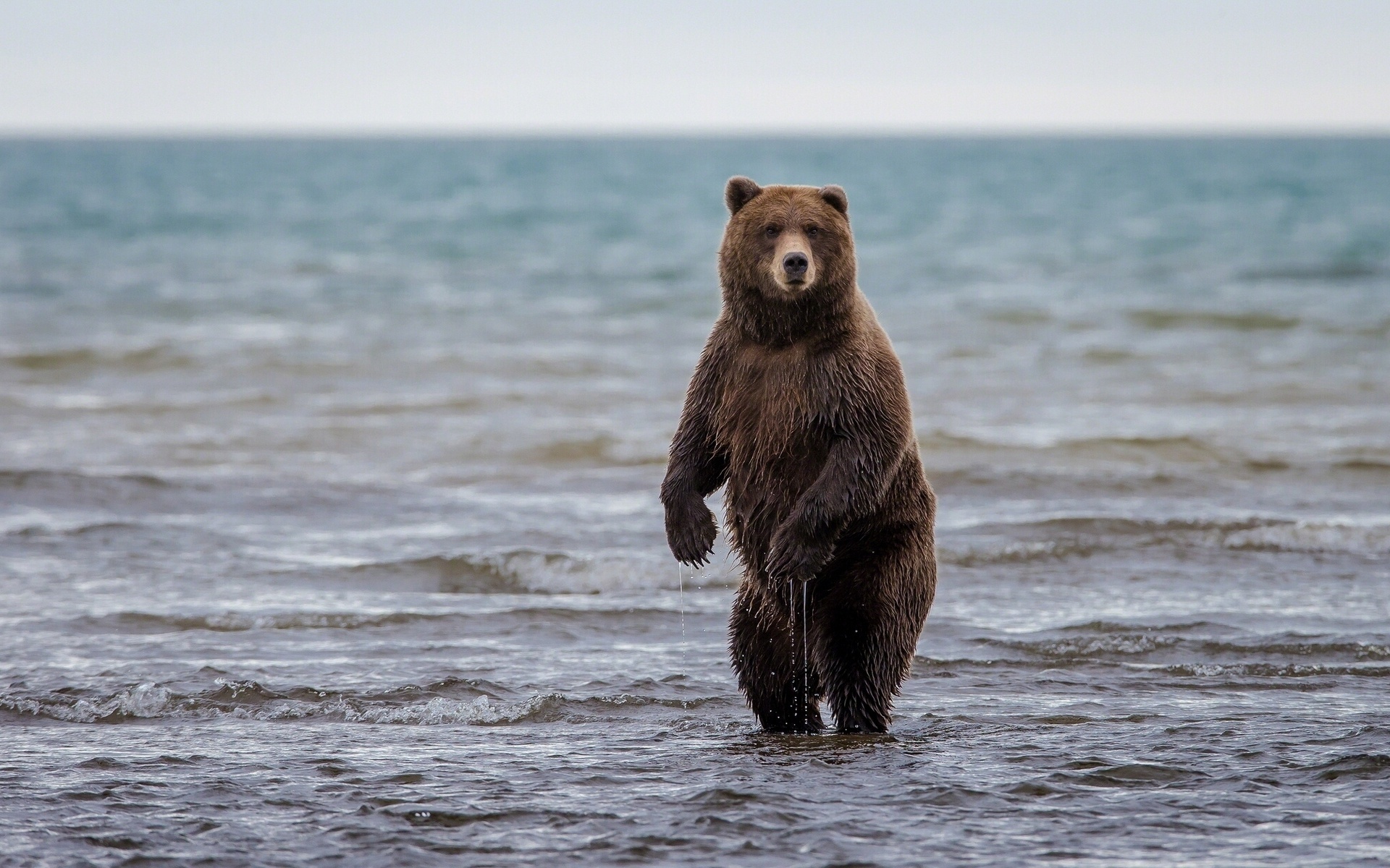 Grizzly Bear, HD wallpapers, Stunning backgrounds, Desktop and mobile, 1920x1200 HD Desktop