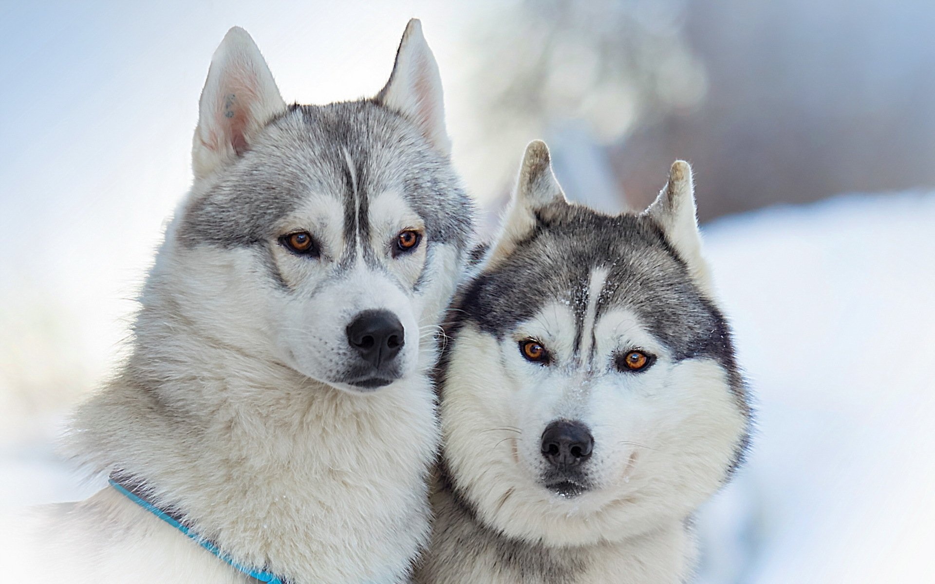 Malamute dog wallpaper, Captivating gaze, Furry companion, Beautiful breed, 1920x1200 HD Desktop