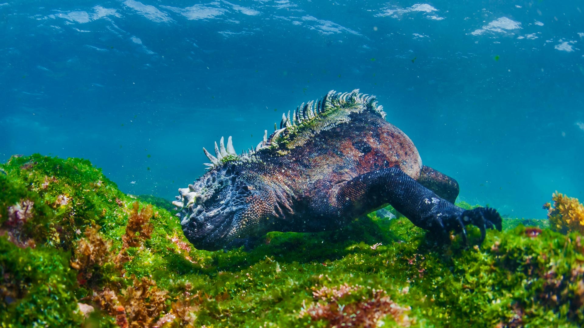 Marine iguana, HD wallpaper, Background, 1920x1080 Full HD Desktop