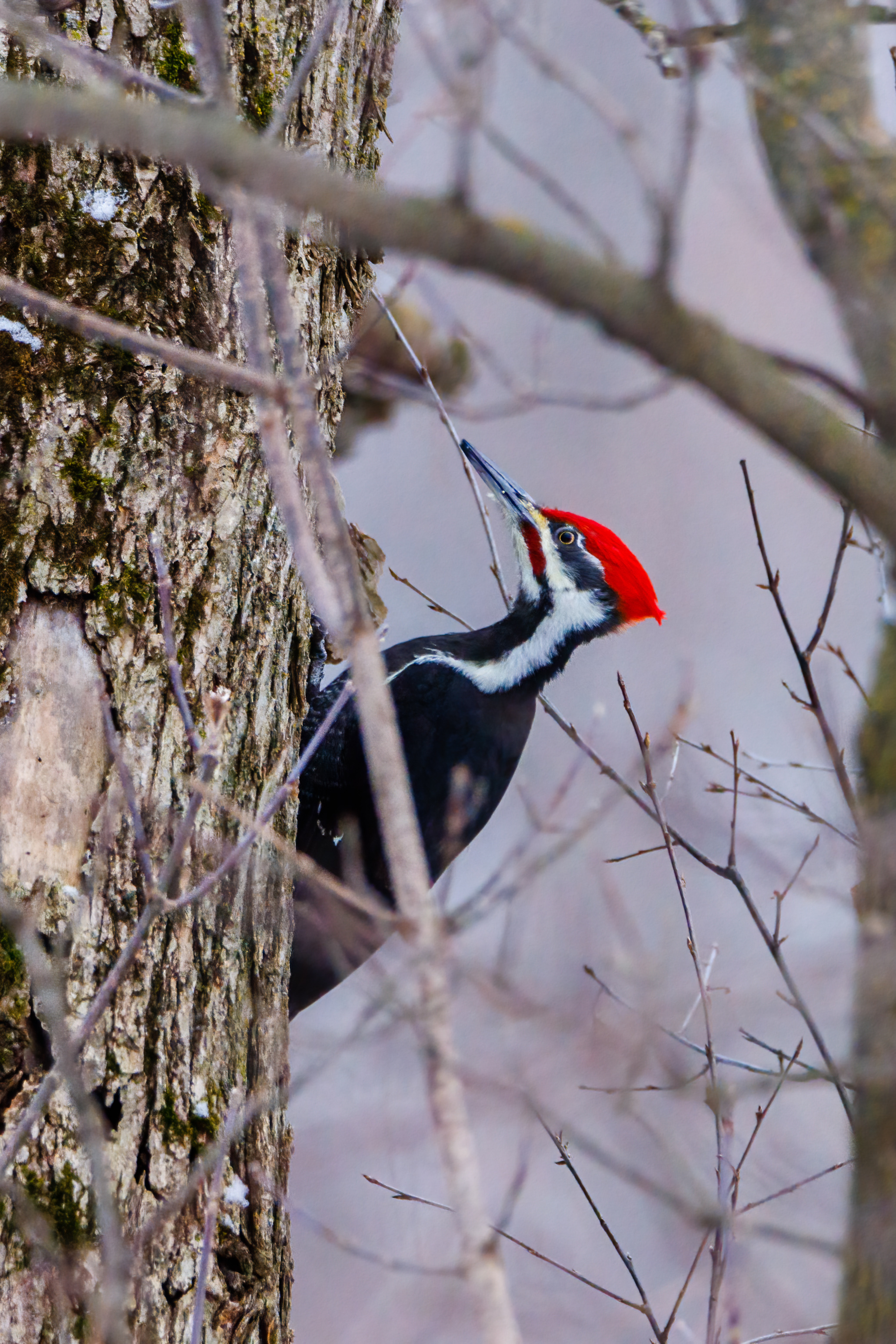 The pileated, Woodpecker Wallpaper, 2070x3100 HD Phone