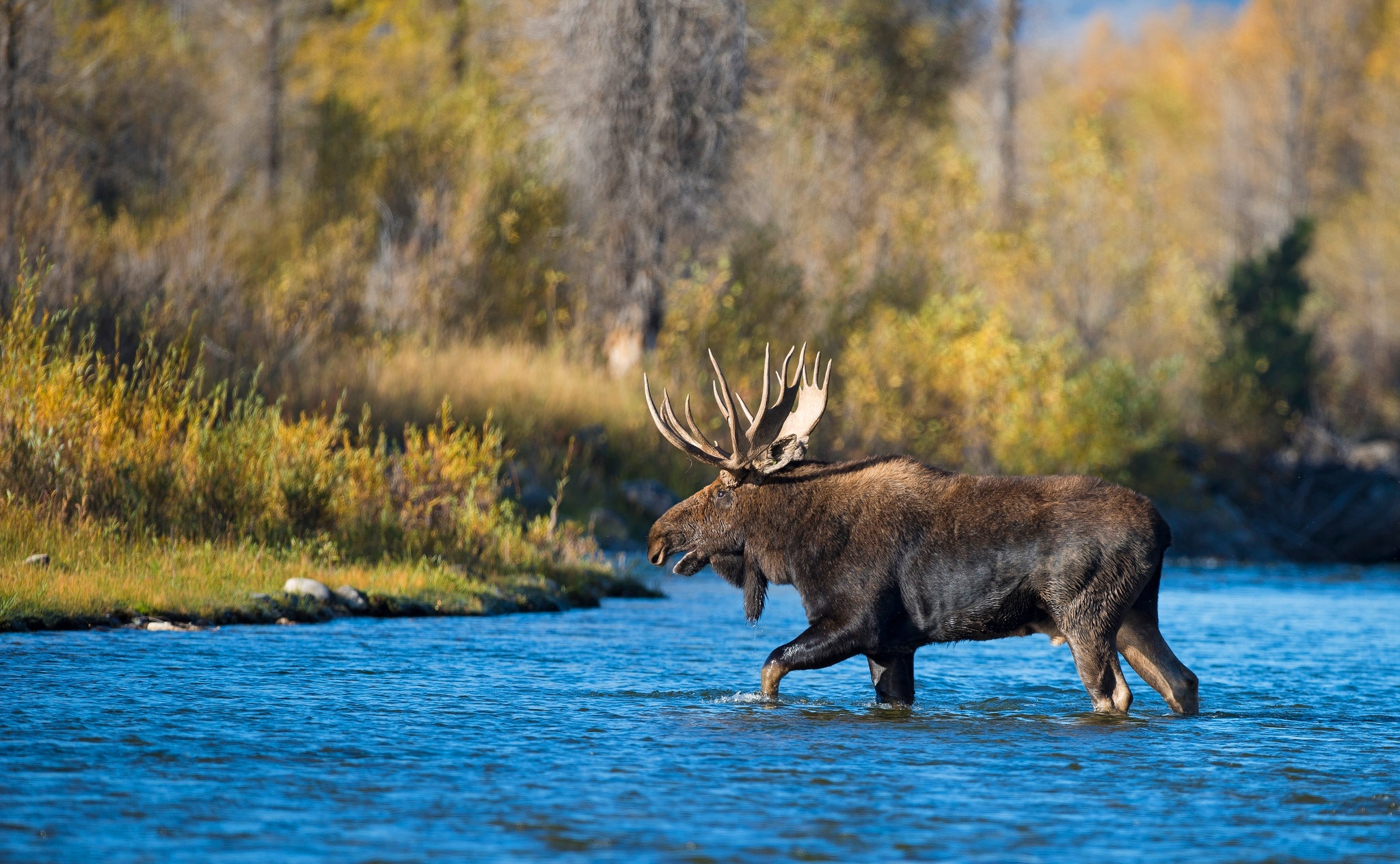 Gentle giant, Natural beauty, Tranquil wilderness, Majestic creature, 2050x1270 HD Desktop