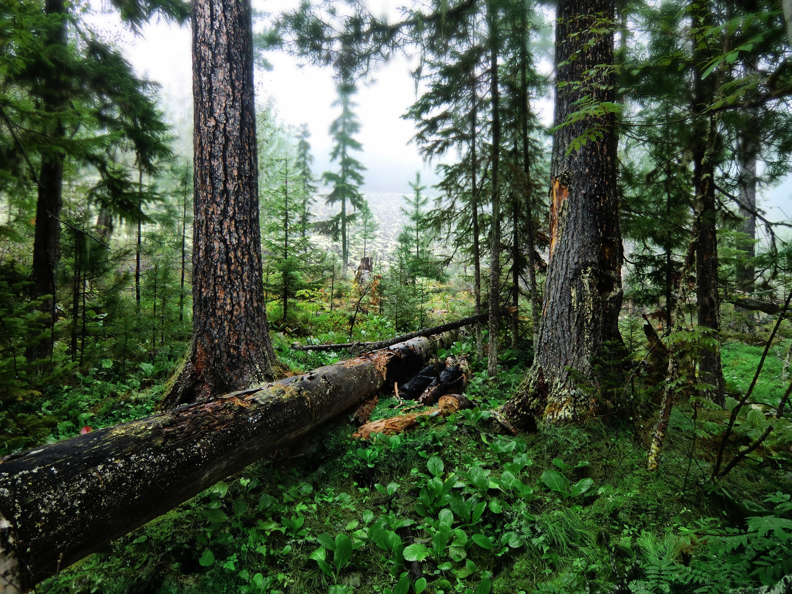 Cedar Tree, Wood trees, Cutting down trunks, Goodfon, 2560x1920 HD Desktop