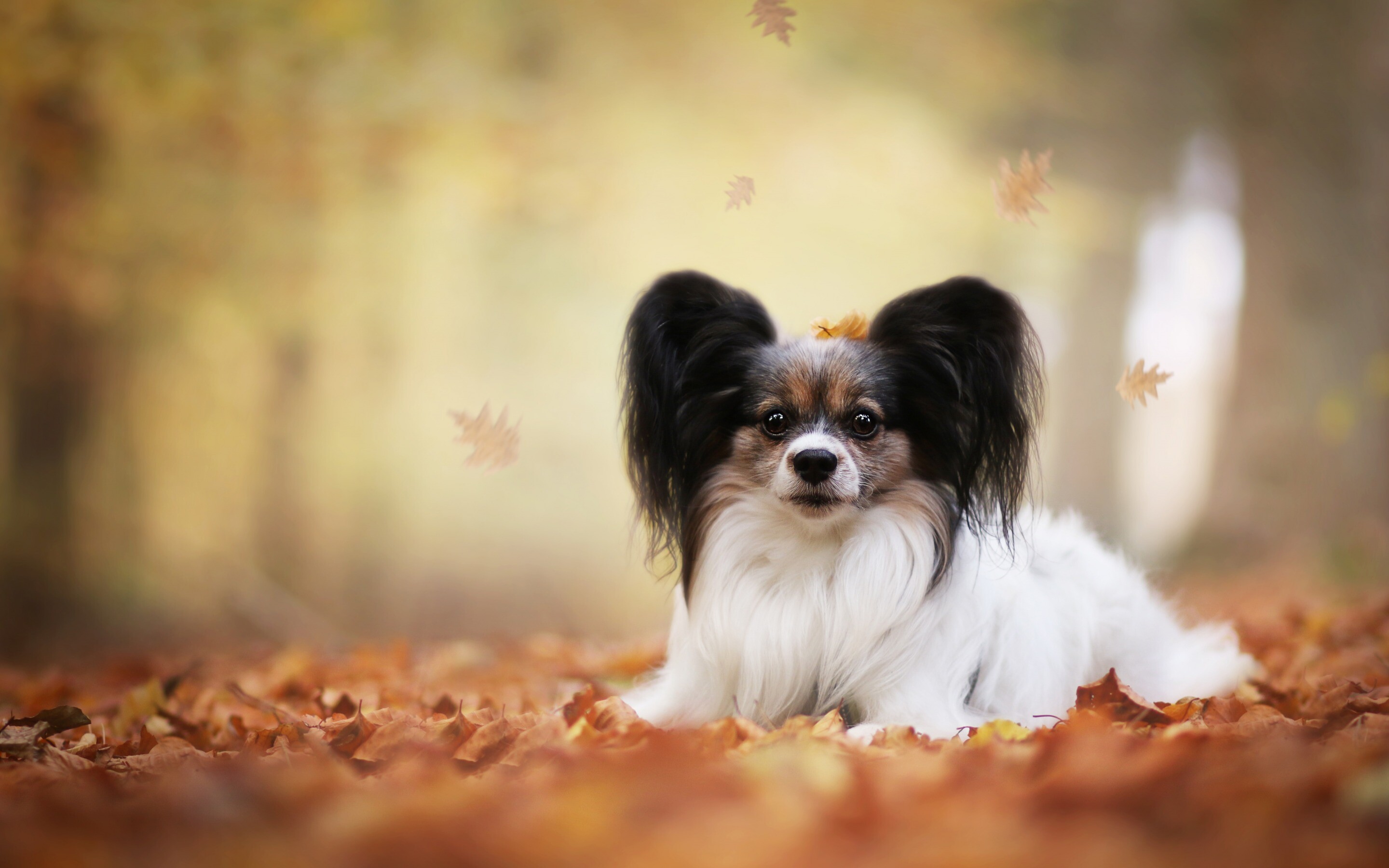 Phalene, Papillon Dog Wallpaper, 2880x1800 HD Desktop