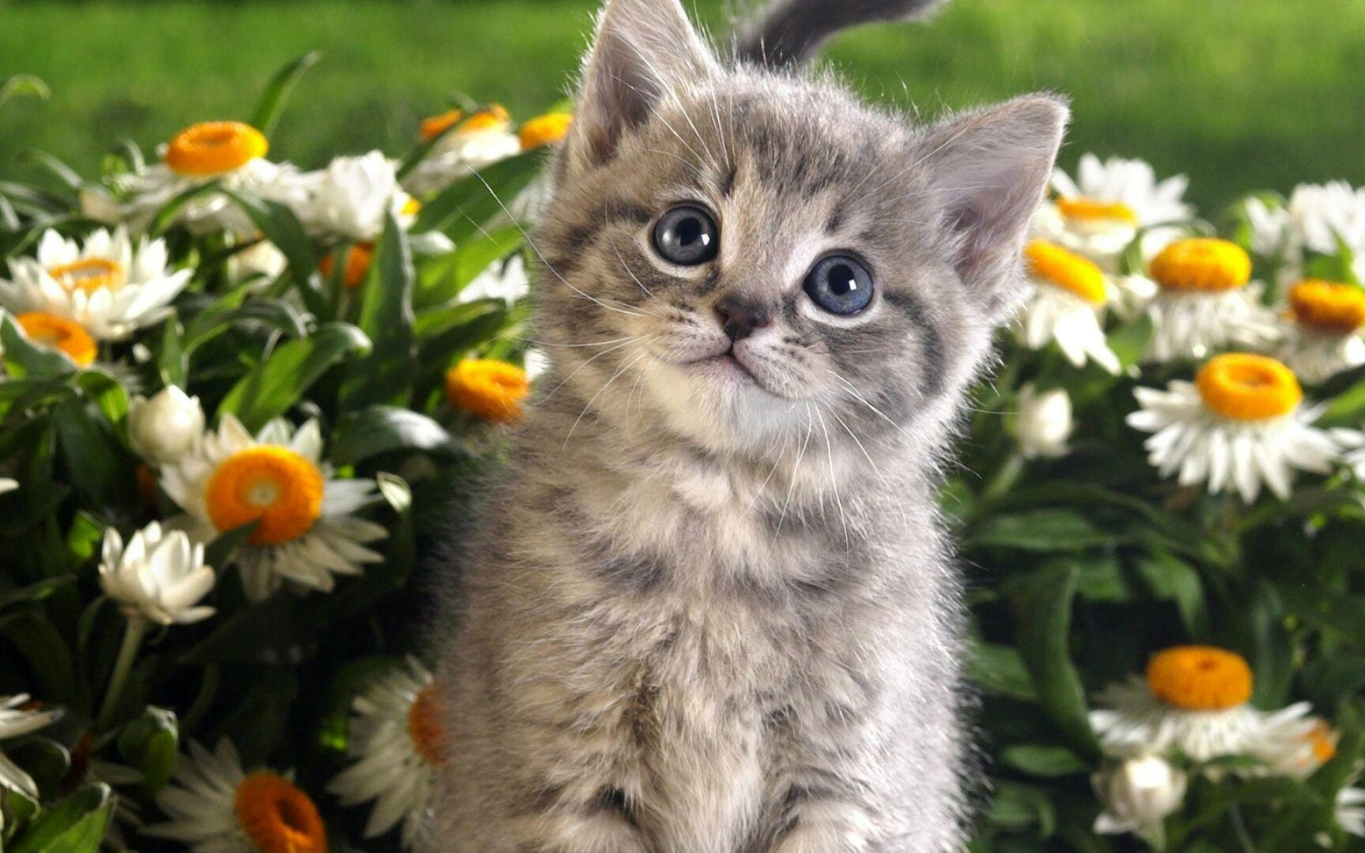 Kitten, adorable kitten, lovely pet, cute, 1920x1200 HD Desktop