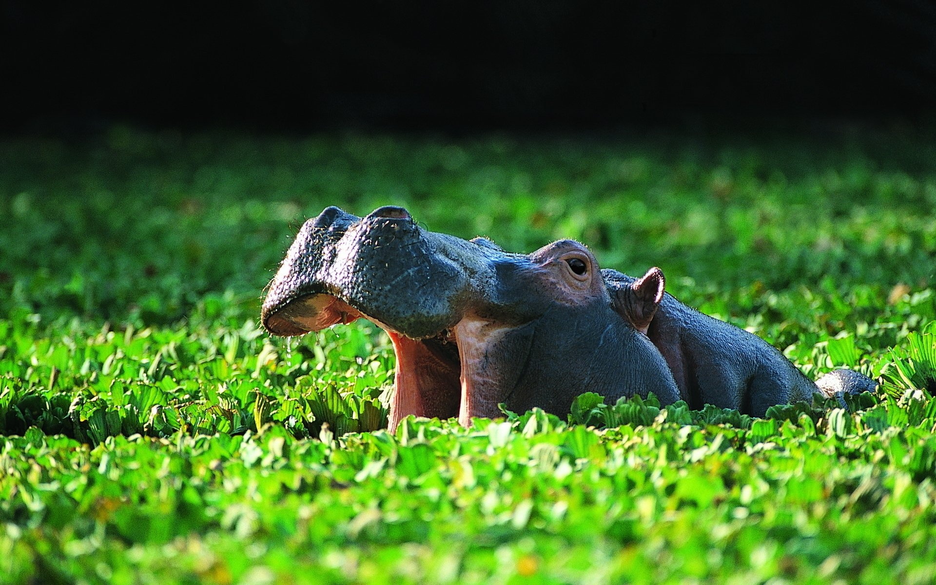 Hippo HD wallpaper, Magnificent image, Wildlife wonders, Nature's marvels, 1920x1200 HD Desktop