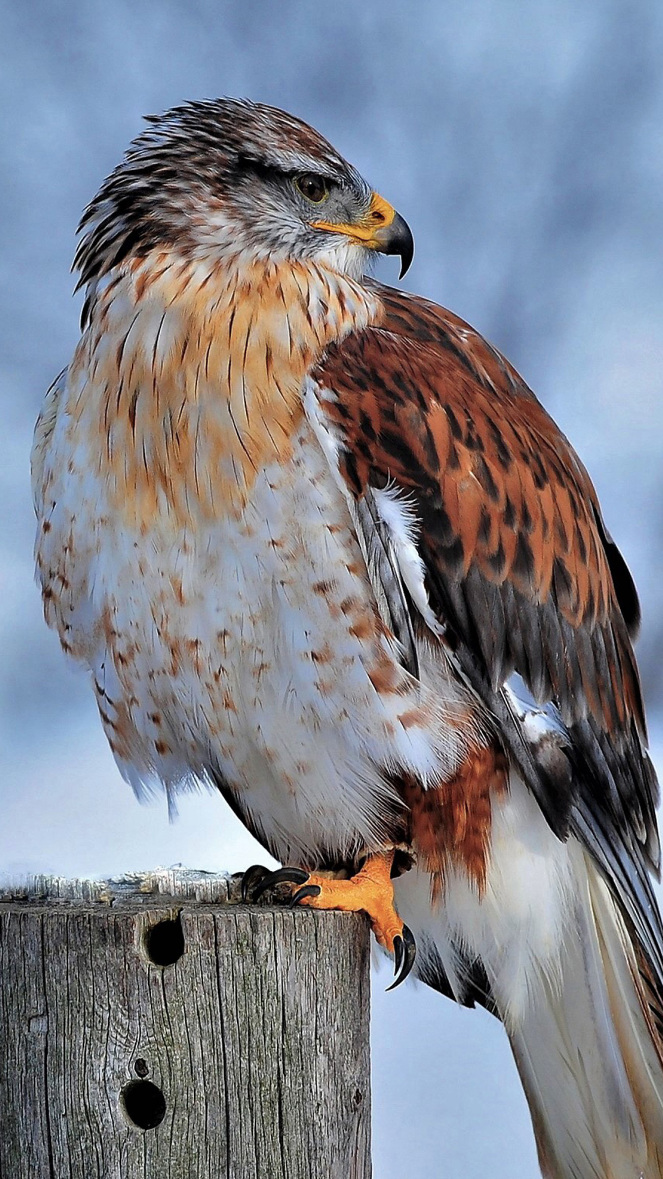 Ferruginous hawk, Winter snow, 4K mobile wallpaper, 2160x3840 4K Phone