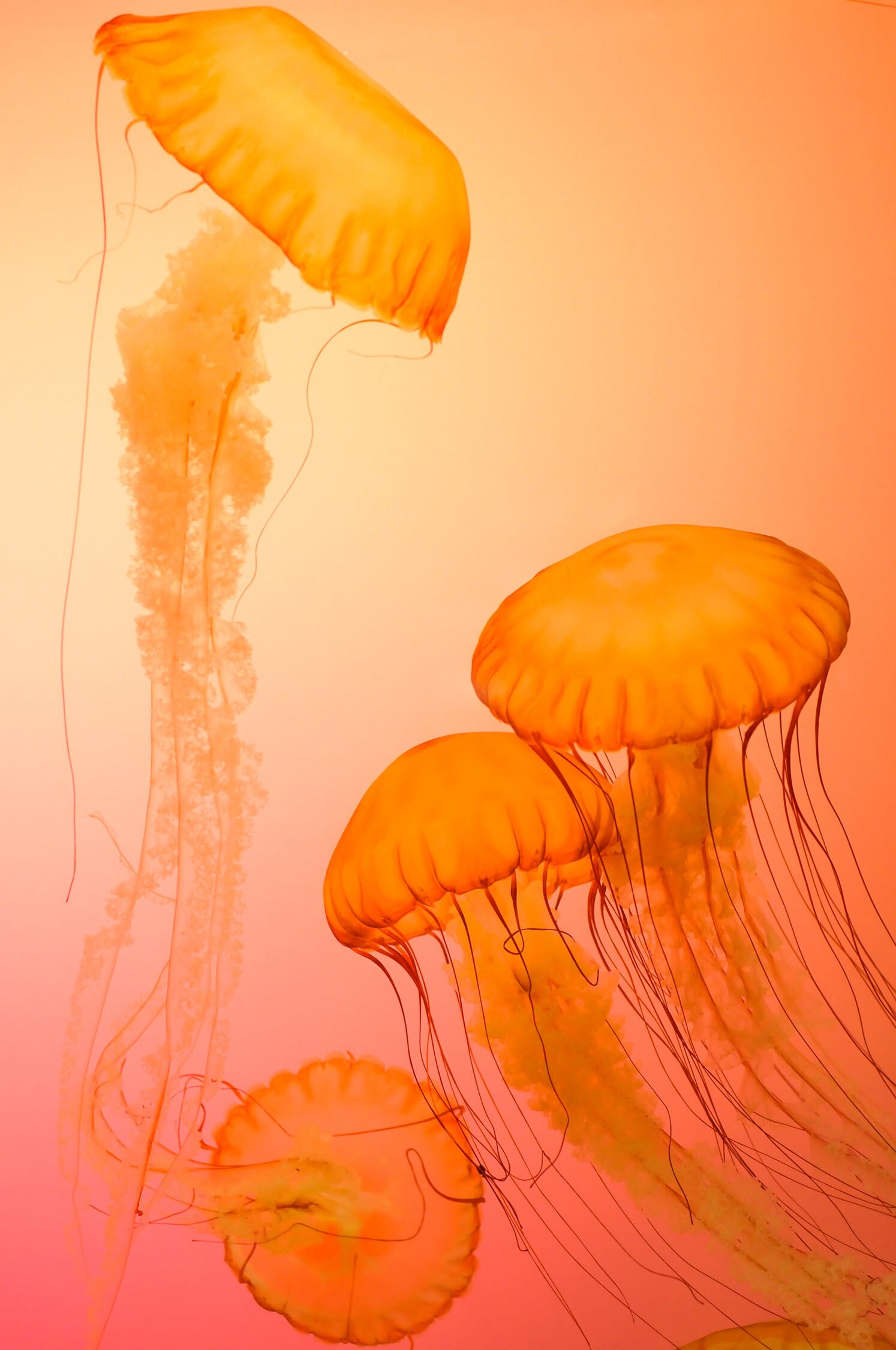 Jellyfish wallpaper, Tech-inspired, Animal wallpapers, Mesmerizing beauty, 1500x2250 HD Phone