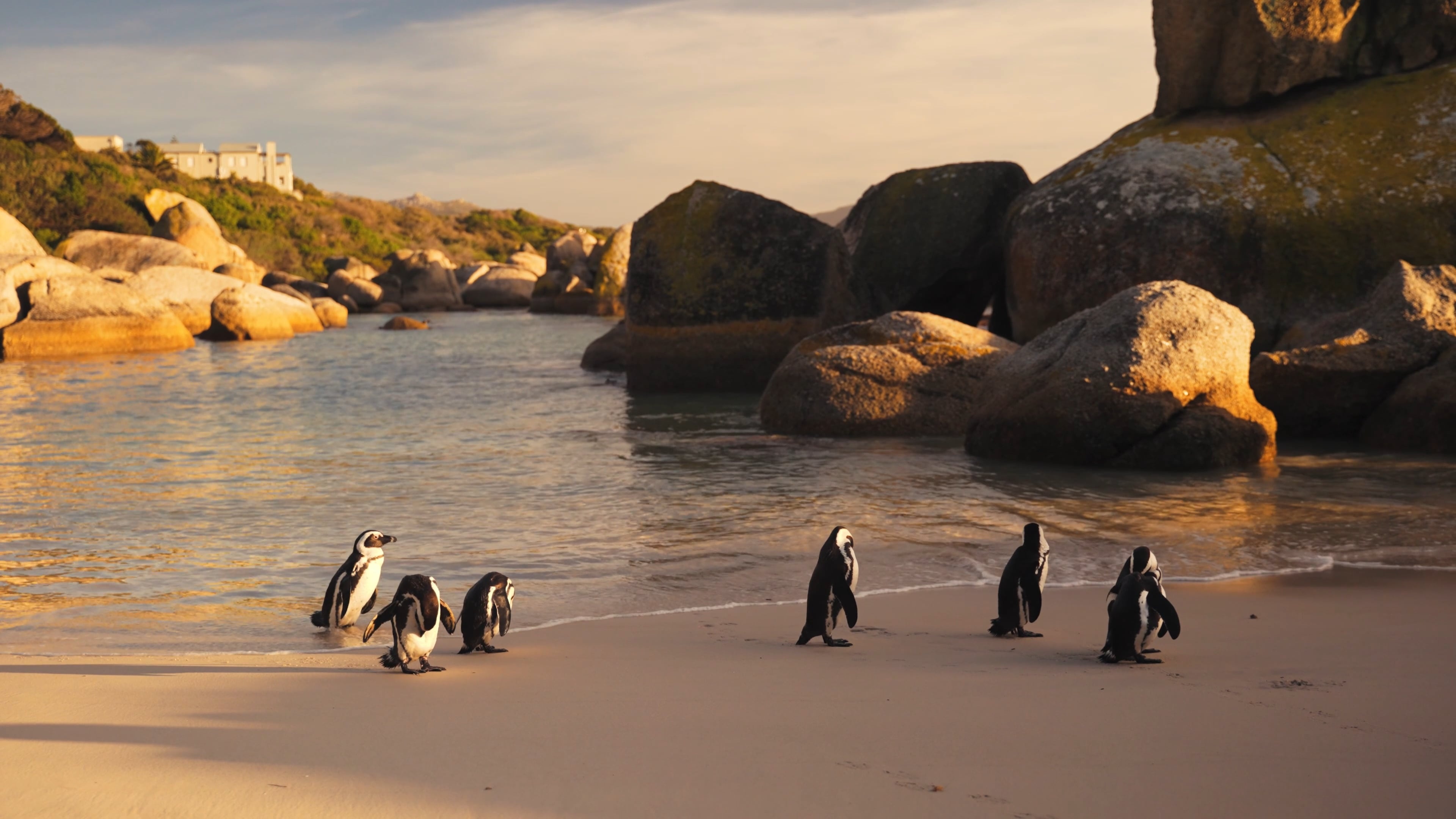 Boulders Beach, Penguins Wallpaper, 3840x2160 4K Desktop