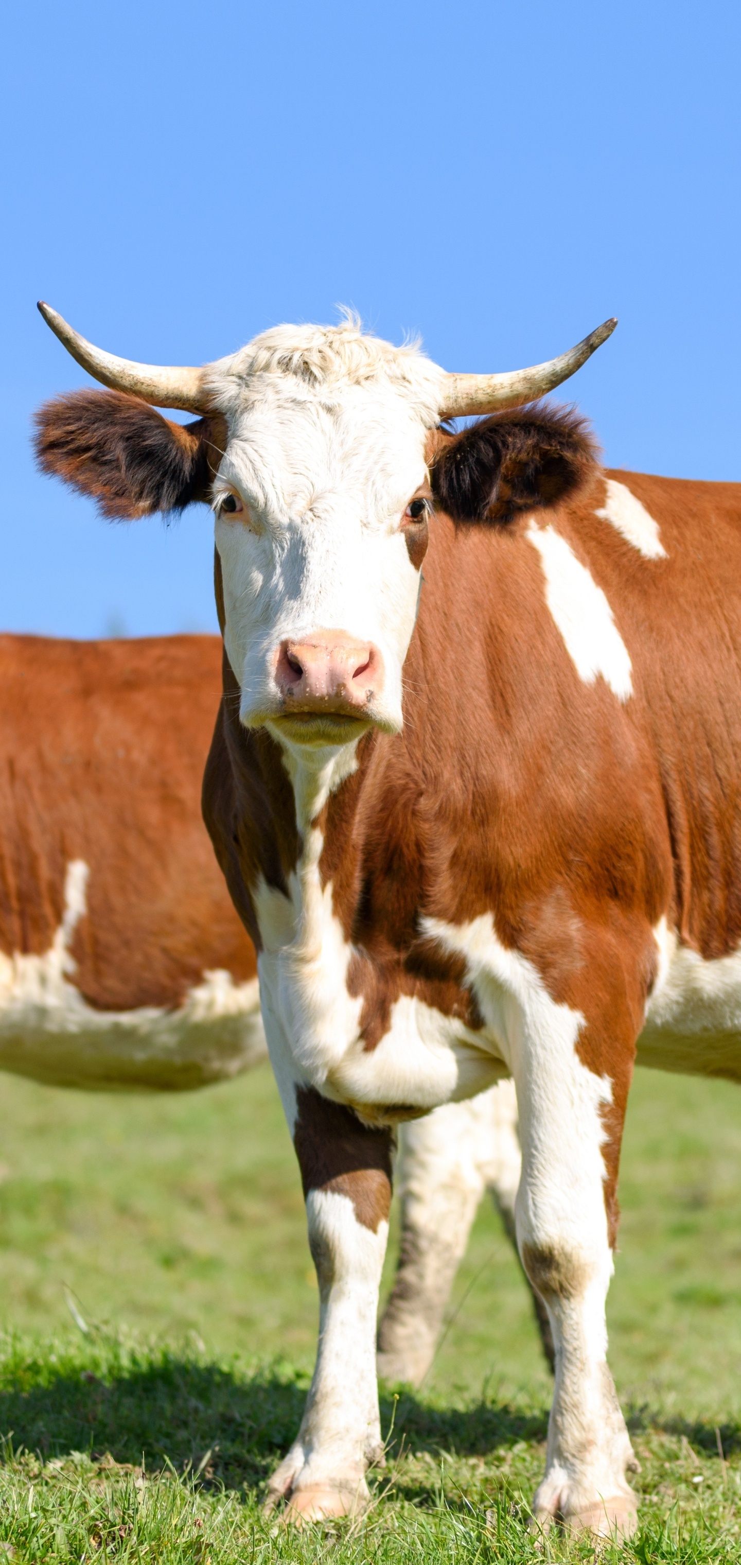 Majestic cows, Farm animals, Grazing cows, Rural life, 1440x3040 HD Phone