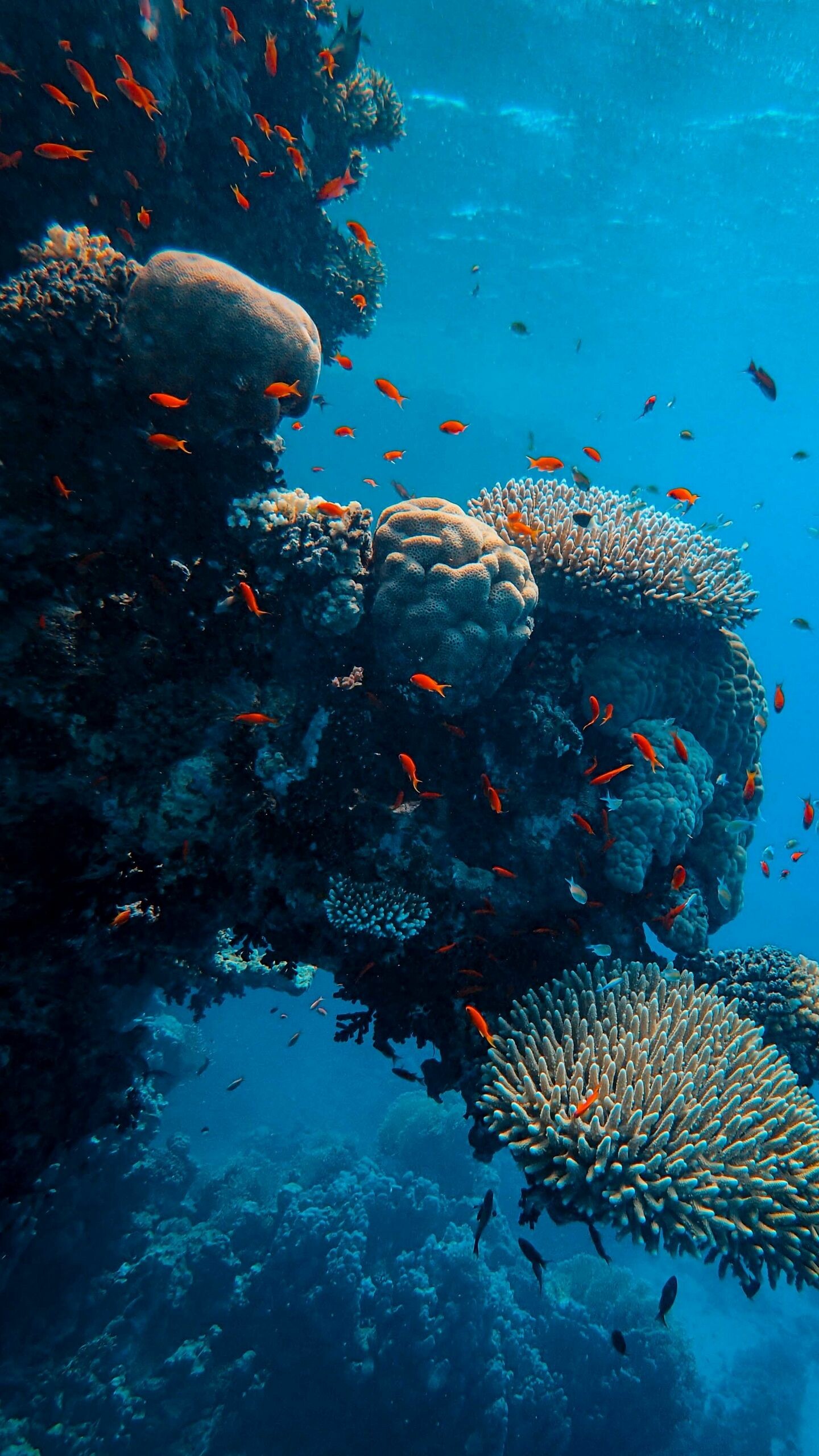 Underwater world, Fish and corals, Beautiful sea creatures, Nature, 1440x2560 HD Phone