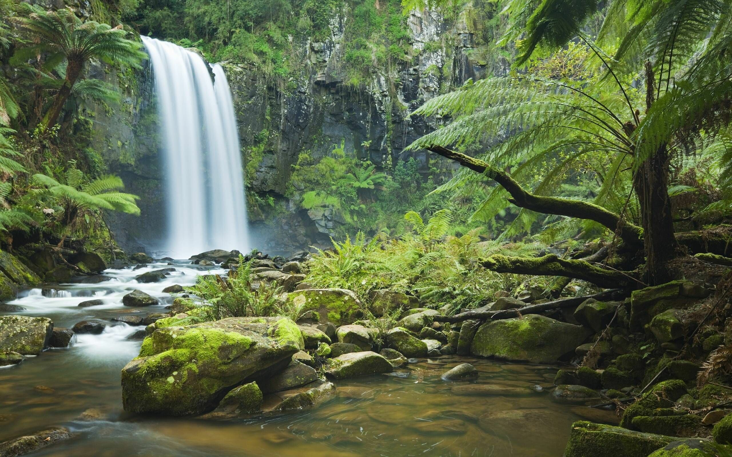 Rainforest wallpapers, Full HD, Captivating waterfall, Daintree forest, 2560x1600 HD Desktop