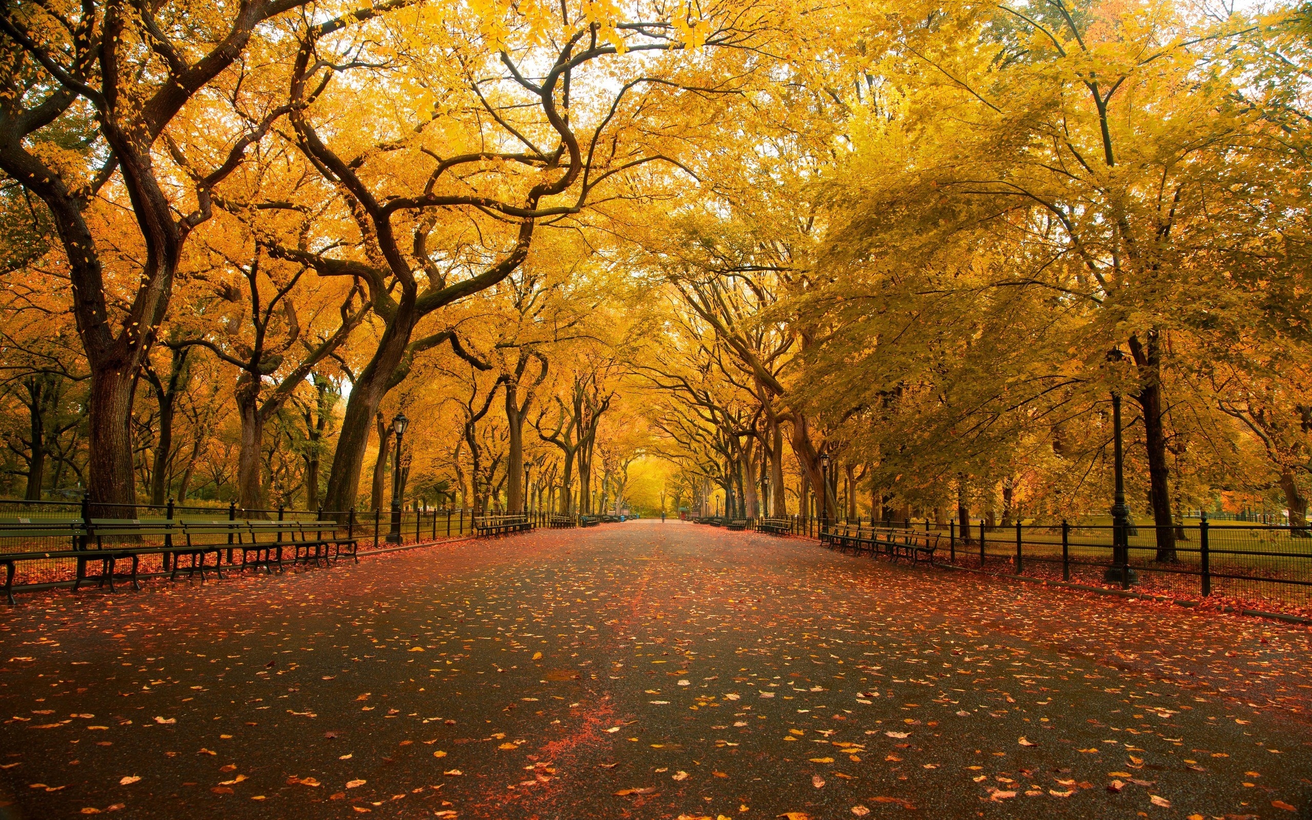 Central Park, The Mall, Fall wallpaper, 2560x1600 HD Desktop