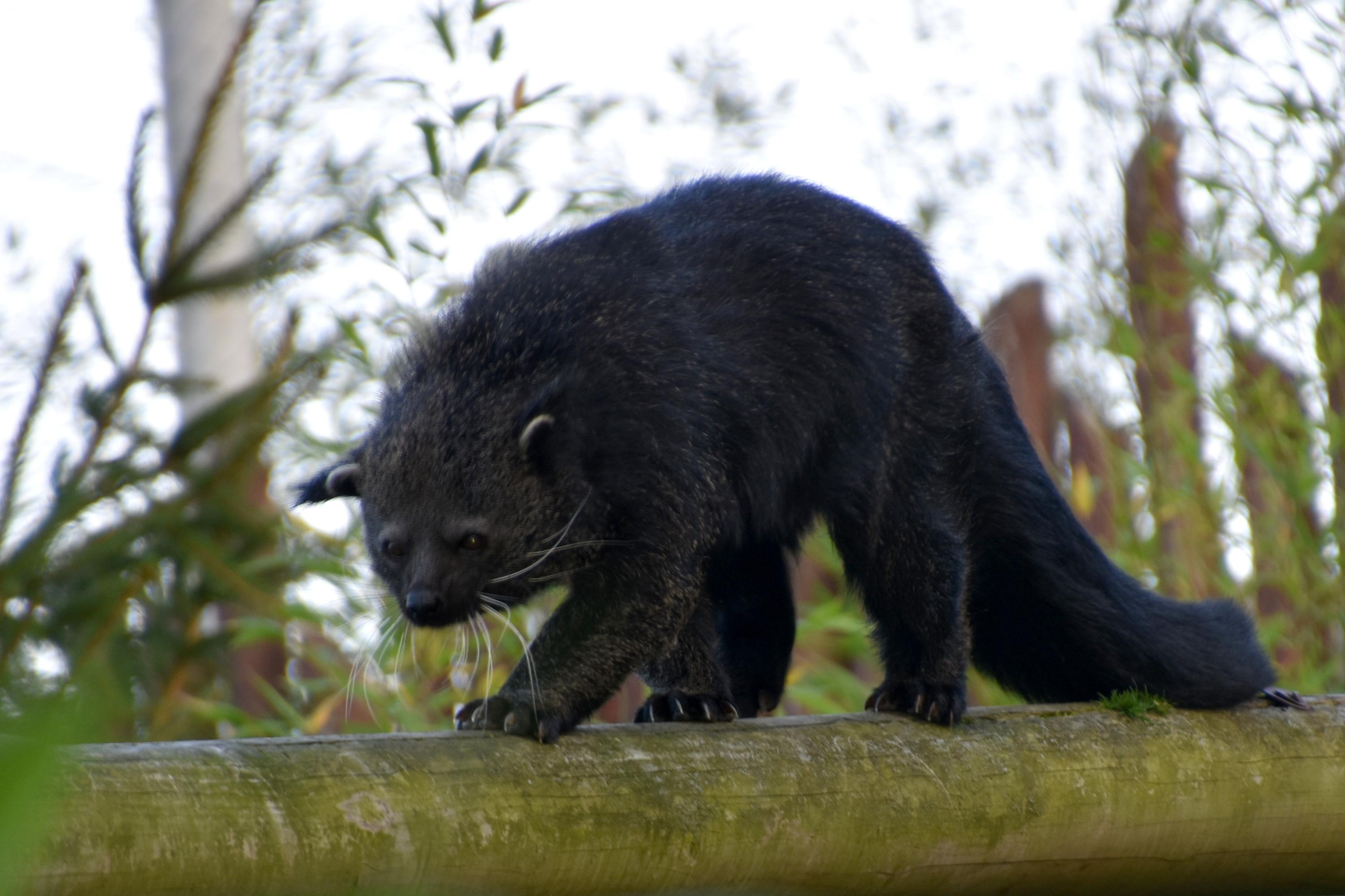 Binturong animal, Brown nature, Free download, Jooinn, 3000x2000 HD Desktop