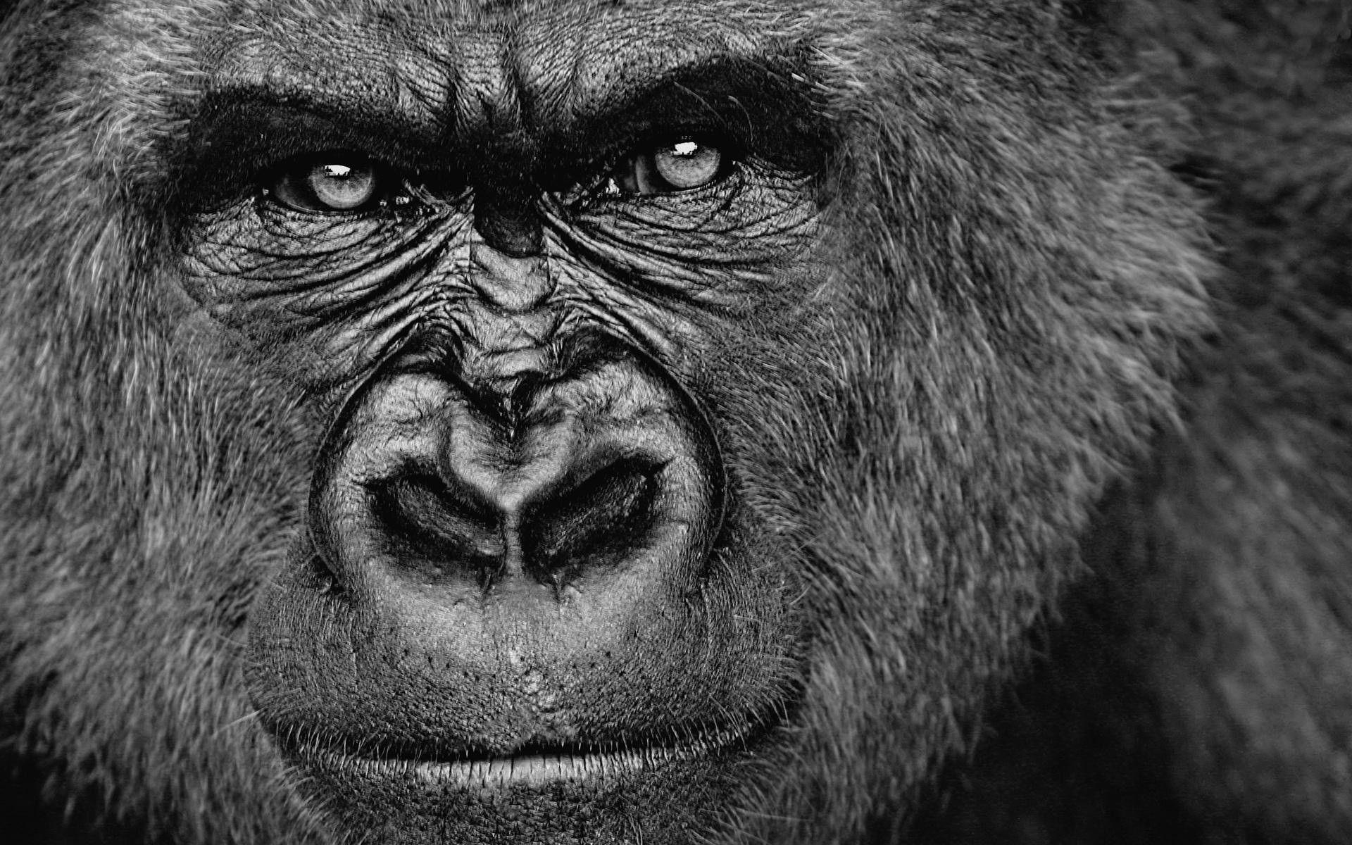 Close-up, Gorillas Wallpaper, 1920x1200 HD Desktop