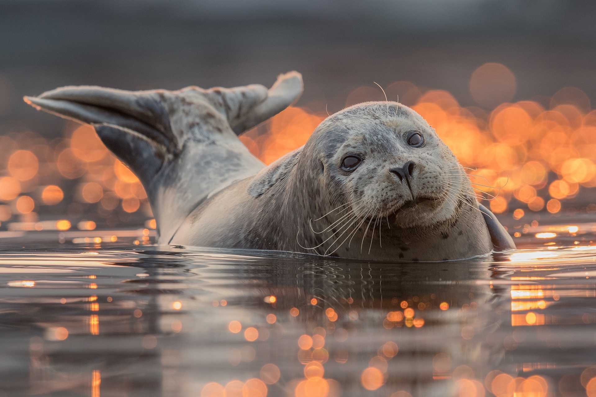 Seal wallpapers, Cute creatures, Marine life, Oceanic beauty, 1920x1280 HD Desktop