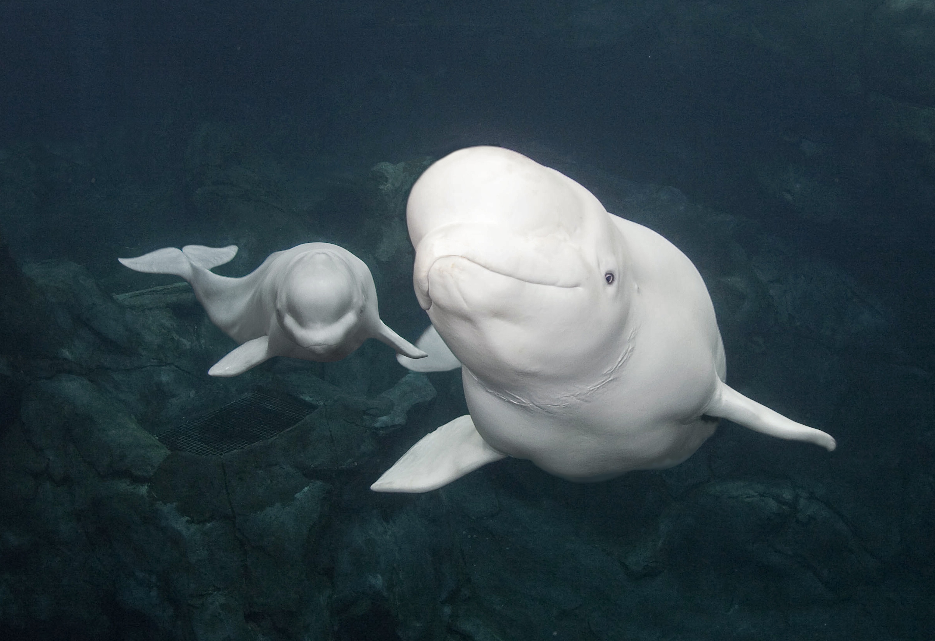 Beluga Whale, Wallpapers, Oceanic beauty, Aquatic charm, 3000x2060 HD Desktop