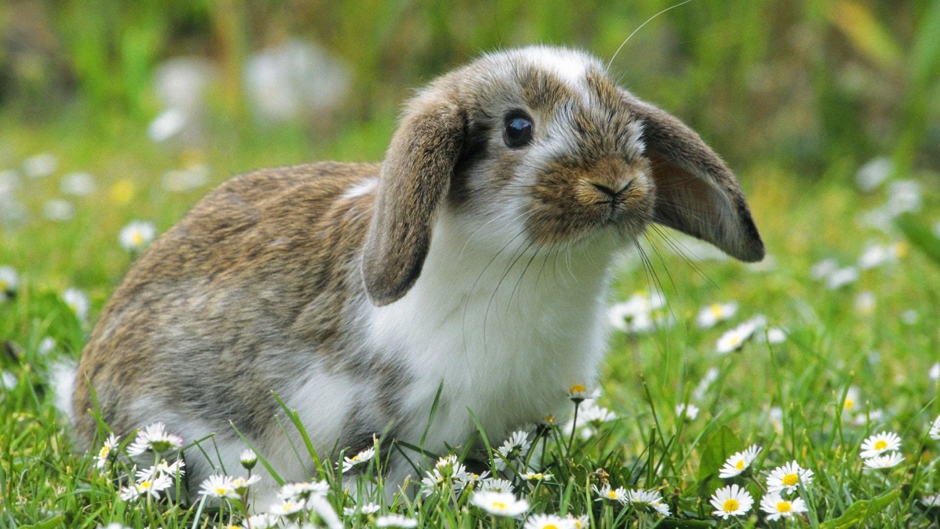 Bunny HD, Wallpaper delight, Animal cuteness, Desktop charm, 1920x1080 Full HD Desktop