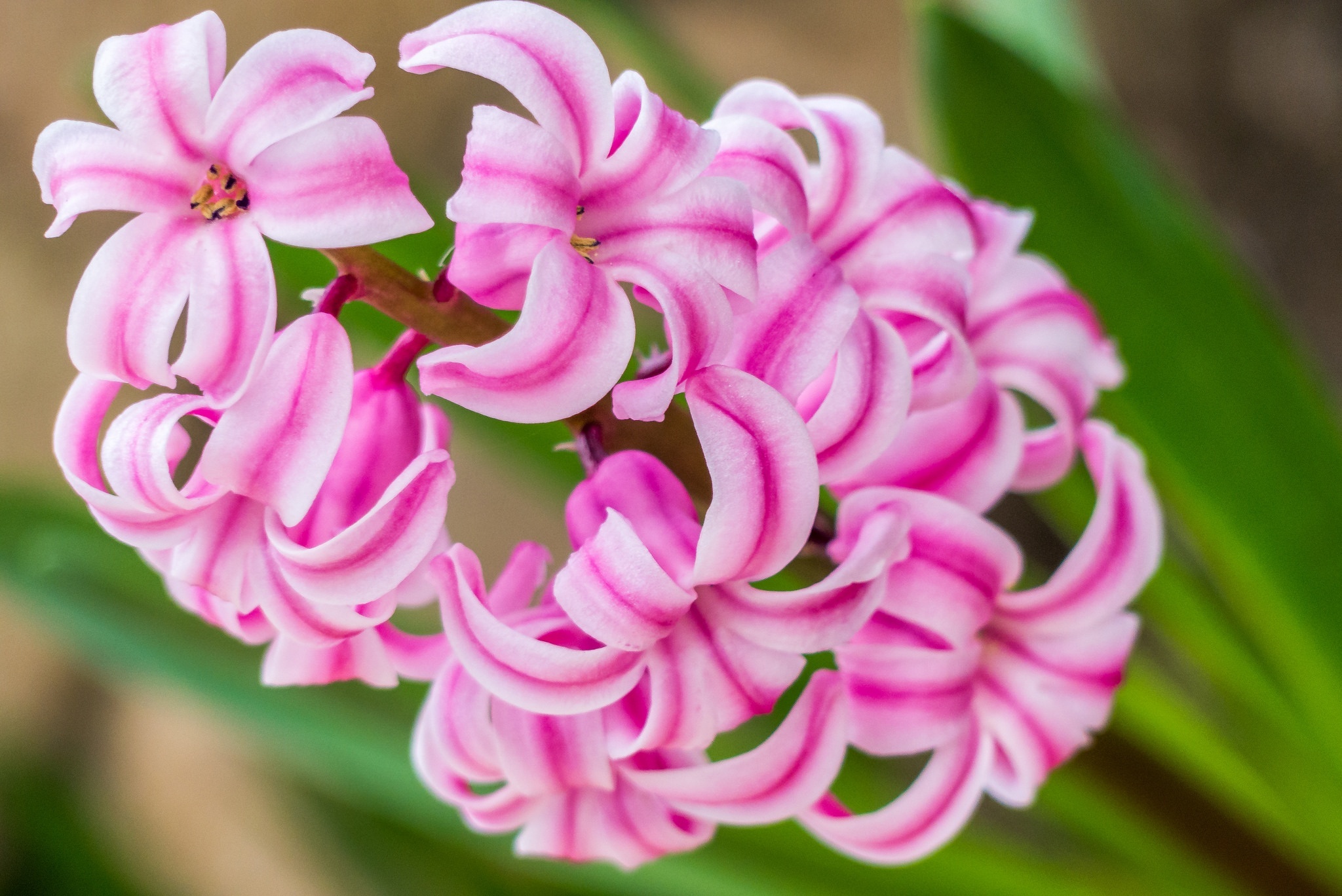 Hyacinth, Nature's beauty, HD wallpaper, Background image, 2050x1370 HD Desktop