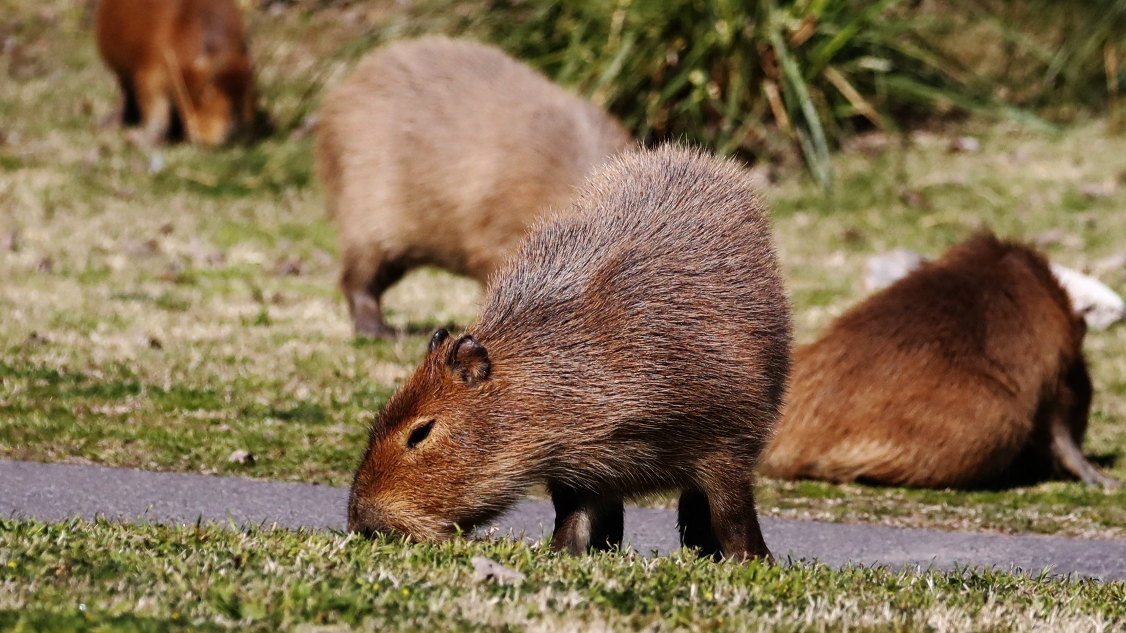 Largest rodents, Fancy gated community, Argentina wildlife, Live Science, 2200x1240 HD Desktop