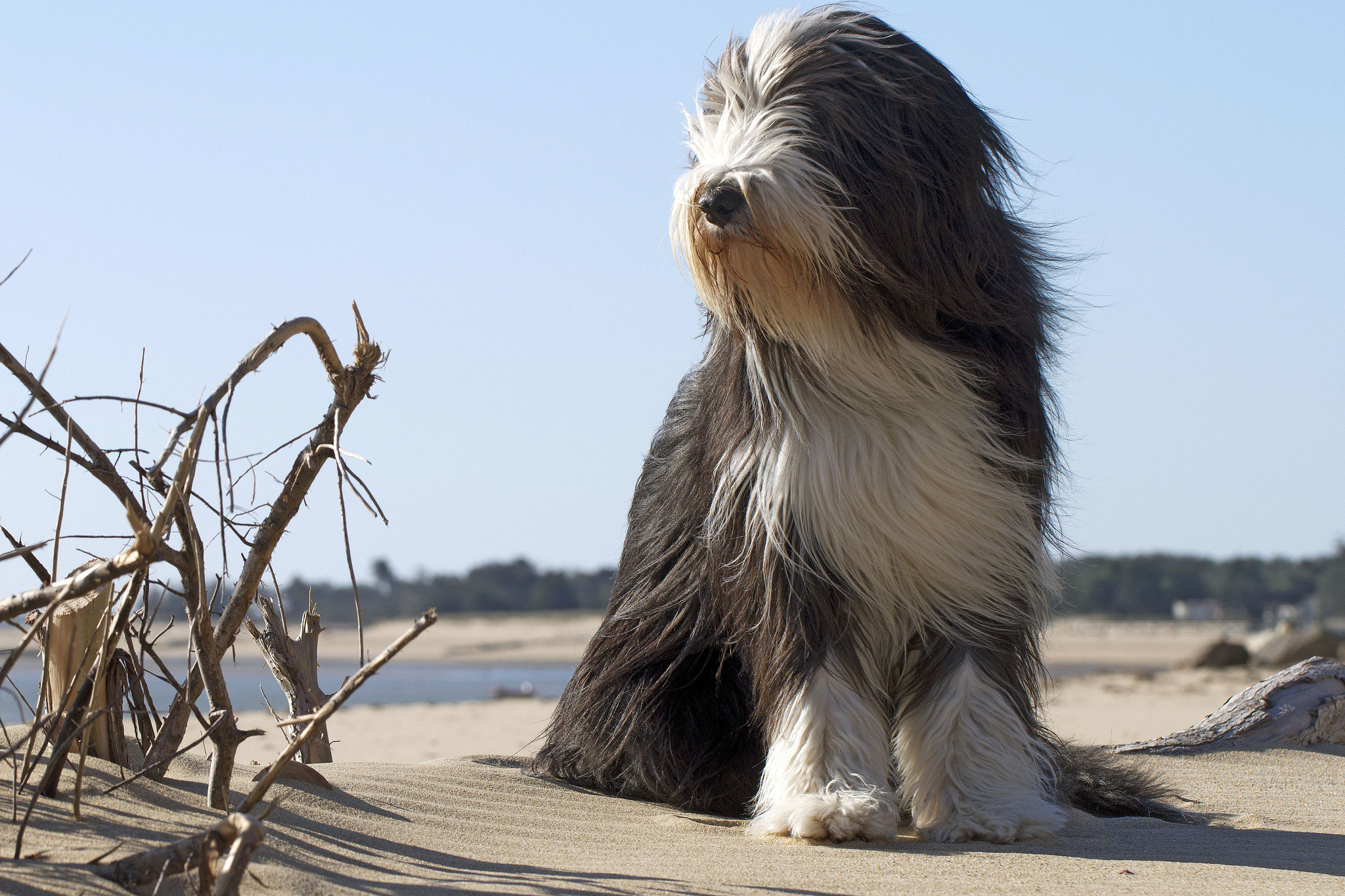 Bearded Collie, Cute Dogs Wallpaper, 2050x1370 HD Desktop