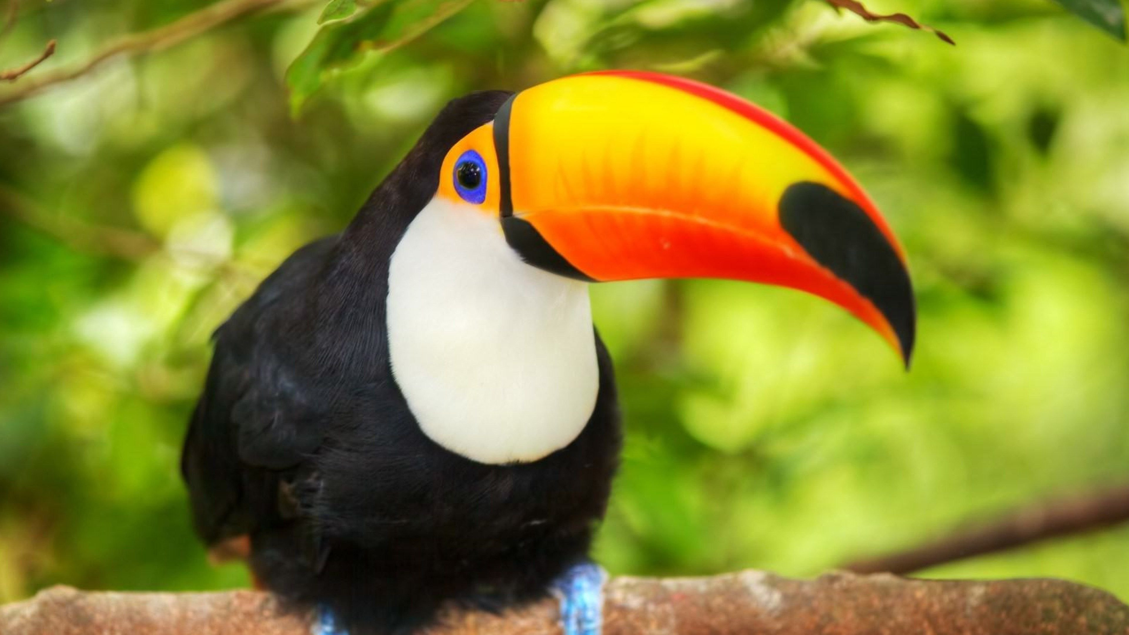 High-resolution wallpaper, Toucan's beauty, Tropical paradise, Stunning colors, 3840x2160 4K Desktop