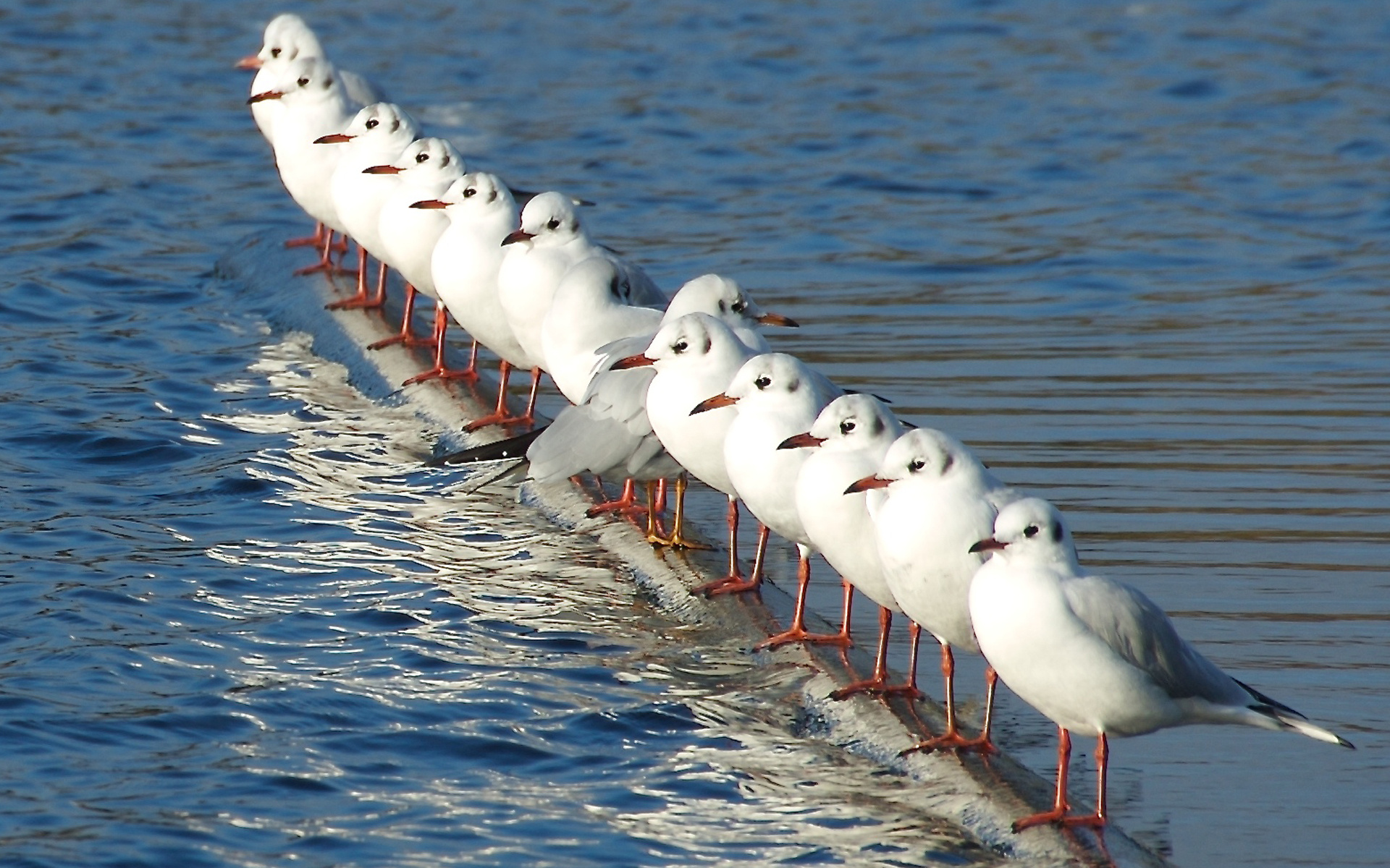 Seagulls, Wallpaper, 30698, Px, 1920x1200 HD Desktop