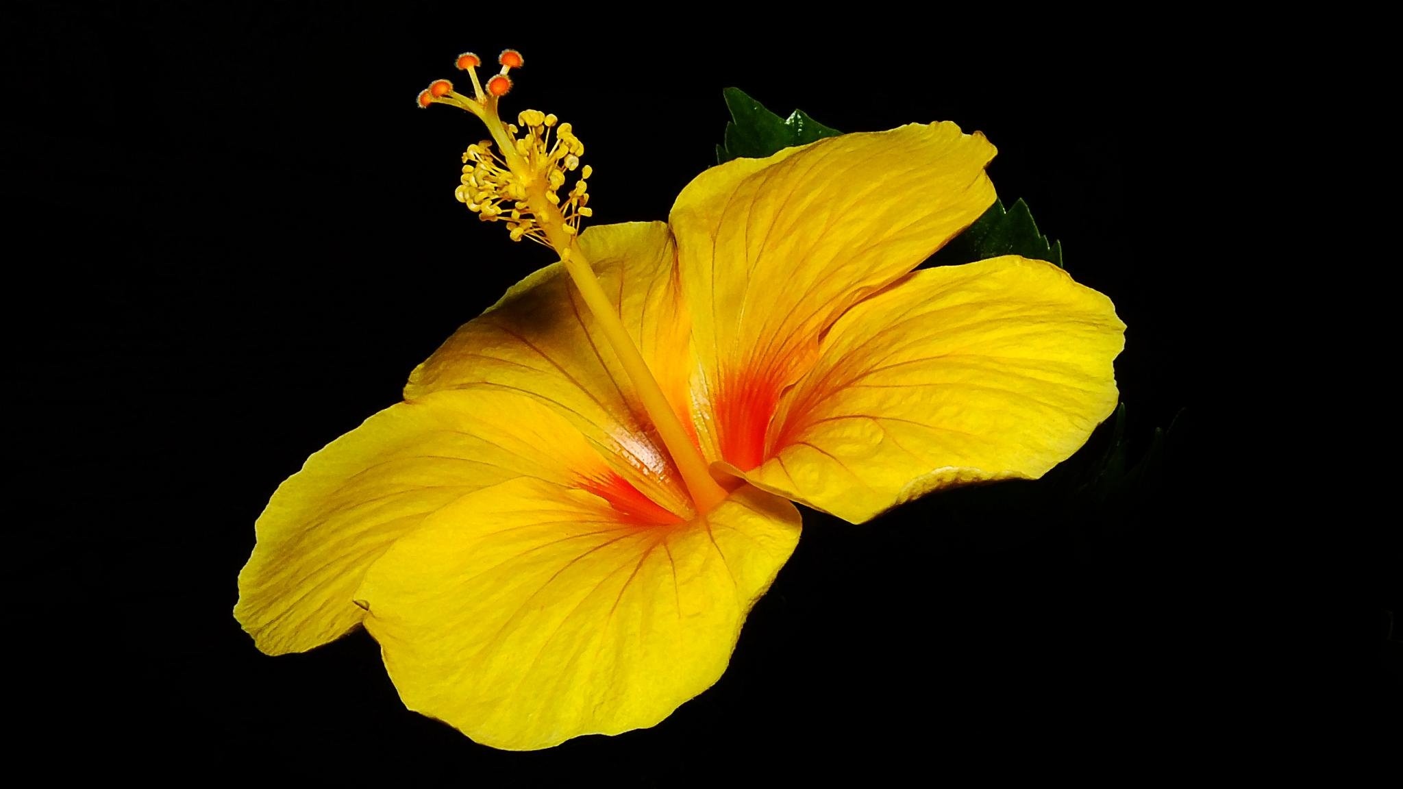 Best hibiscus wallpaper, High resolution beauty, PC perfection, Stunning display, 2050x1160 HD Desktop