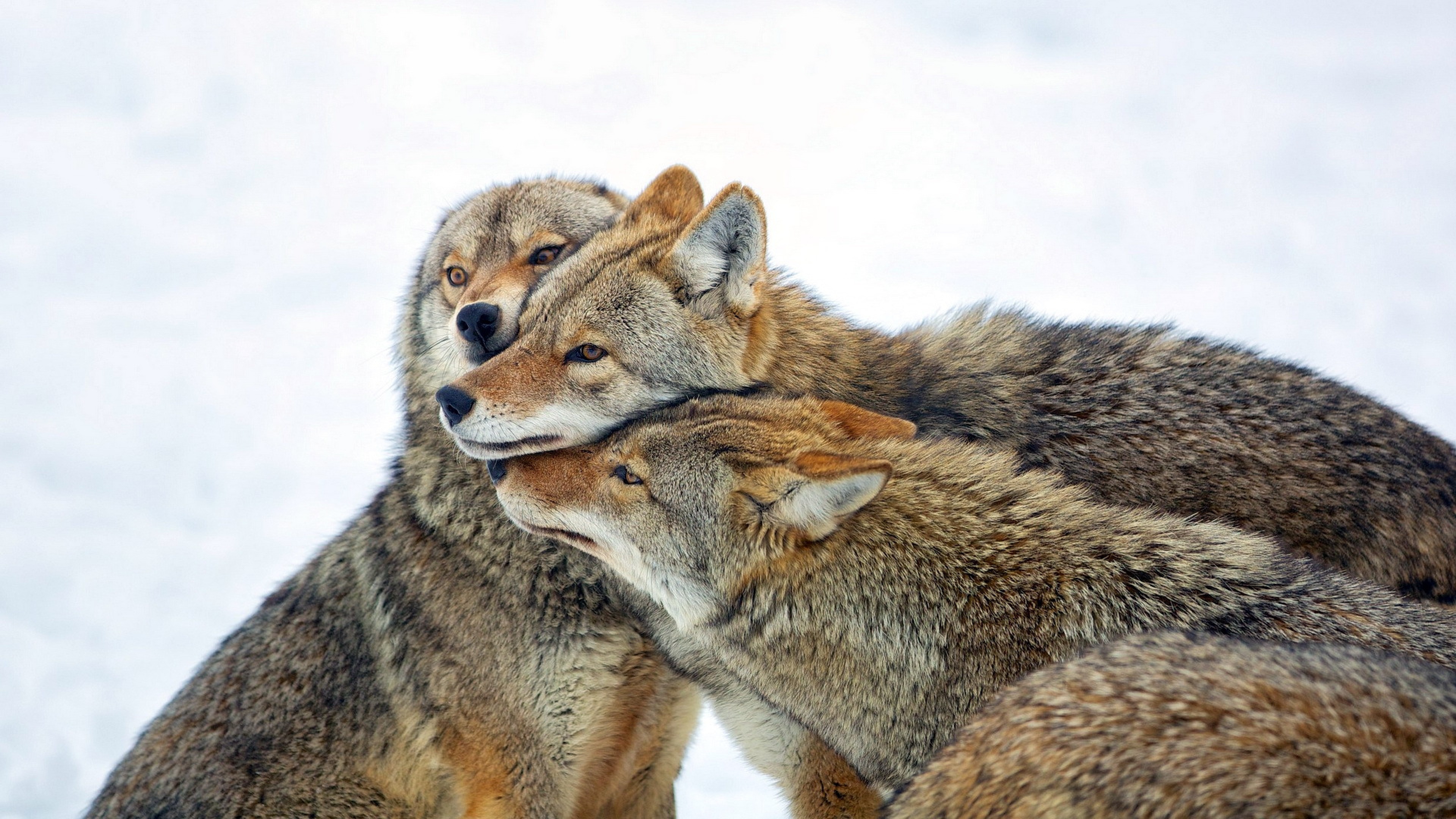 Family, Coyote Wallpaper, 3840x2160 4K Desktop