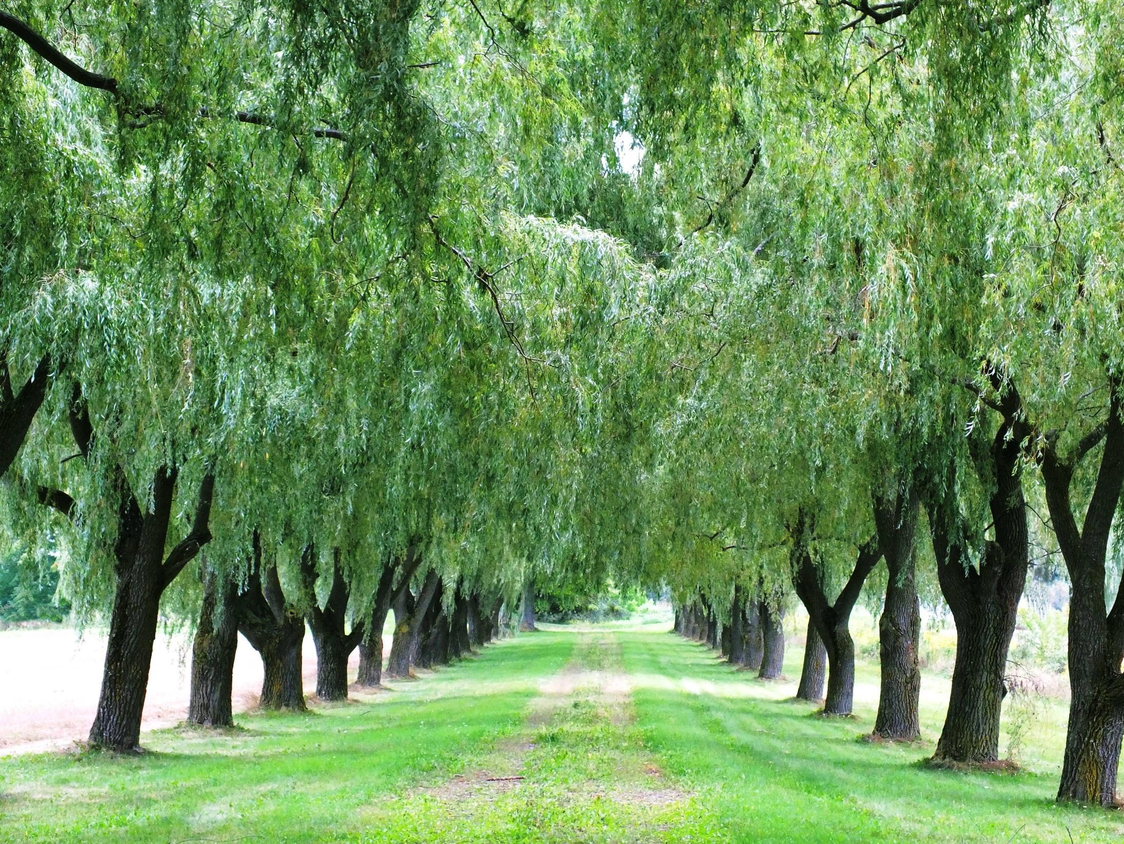 Alley, Willow Tree Wallpaper, 2200x1650 HD Desktop