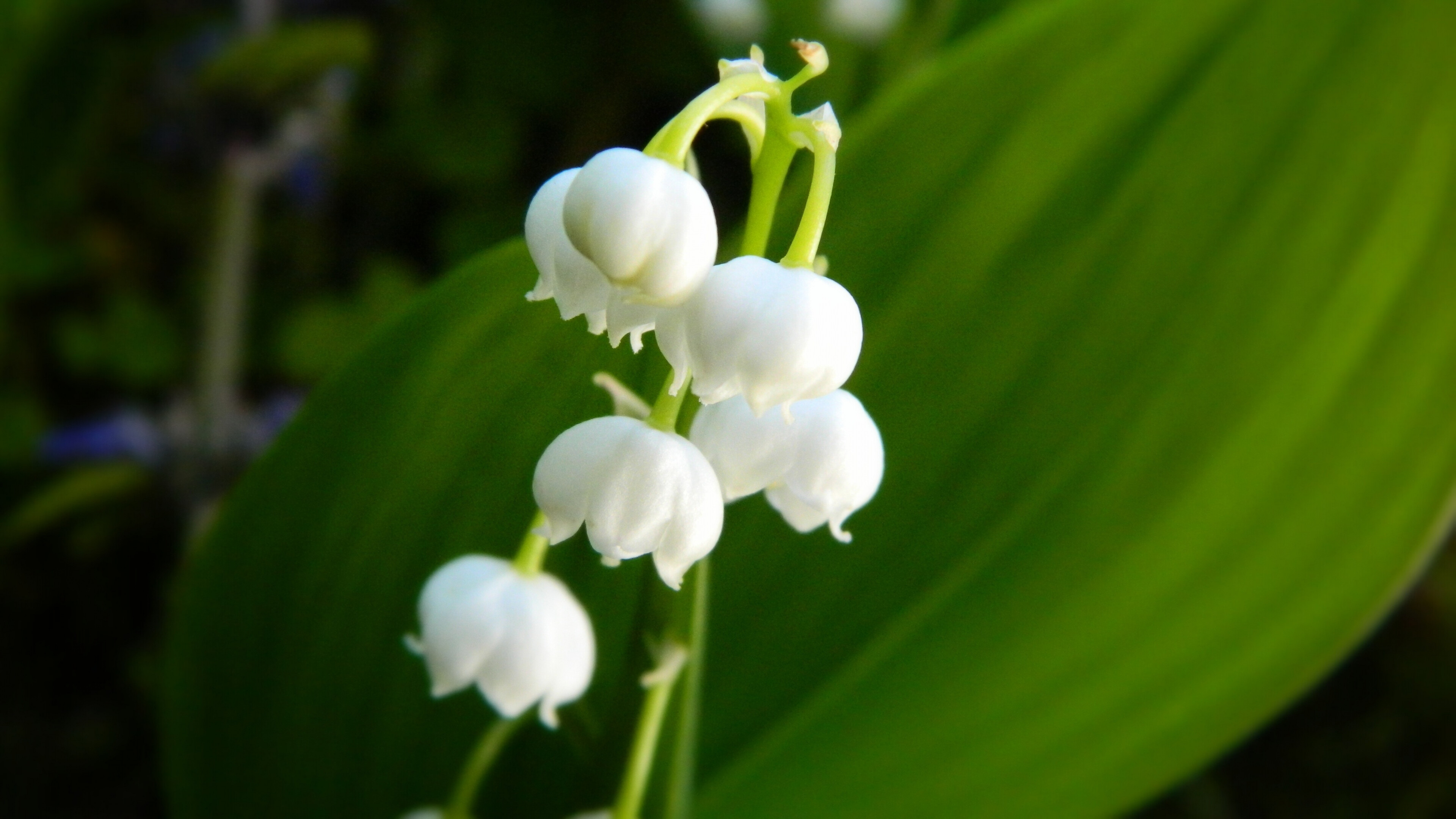 Lily of the Valley, Bellflower, 4K HDR wallpaper, Widescreen beauty, 3840x2160 4K Desktop