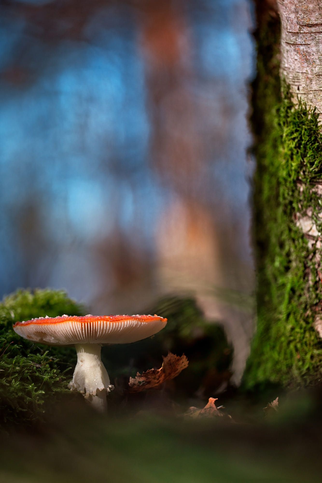 Phone wallpaper, Amanita mushroom, Ryan Cunningham, Nature's wonder, 1340x2000 HD Phone