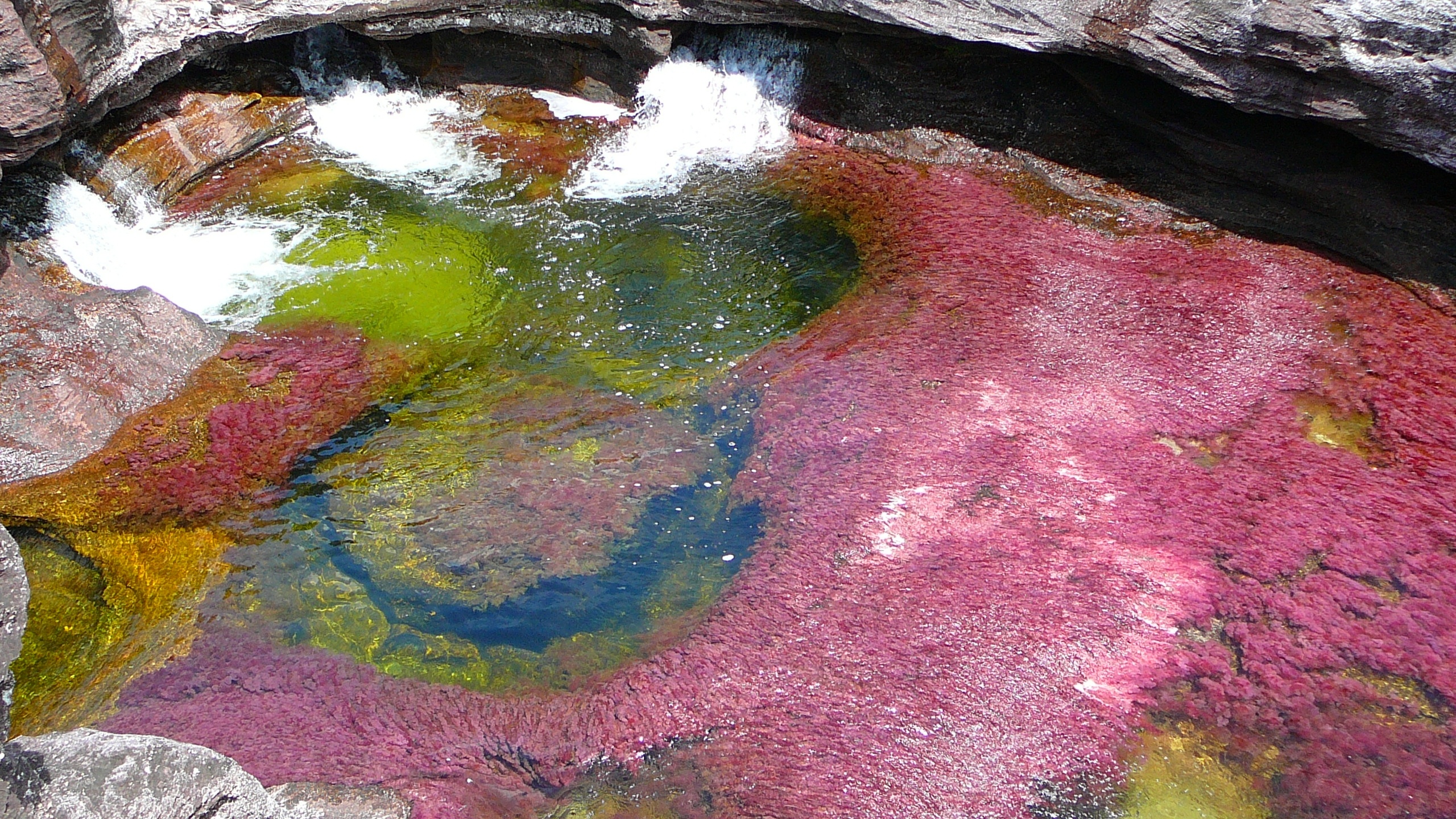 Serrania de la Macarena, Cao Cristales, HD wallpaper, Background, 2560x1440 HD Desktop