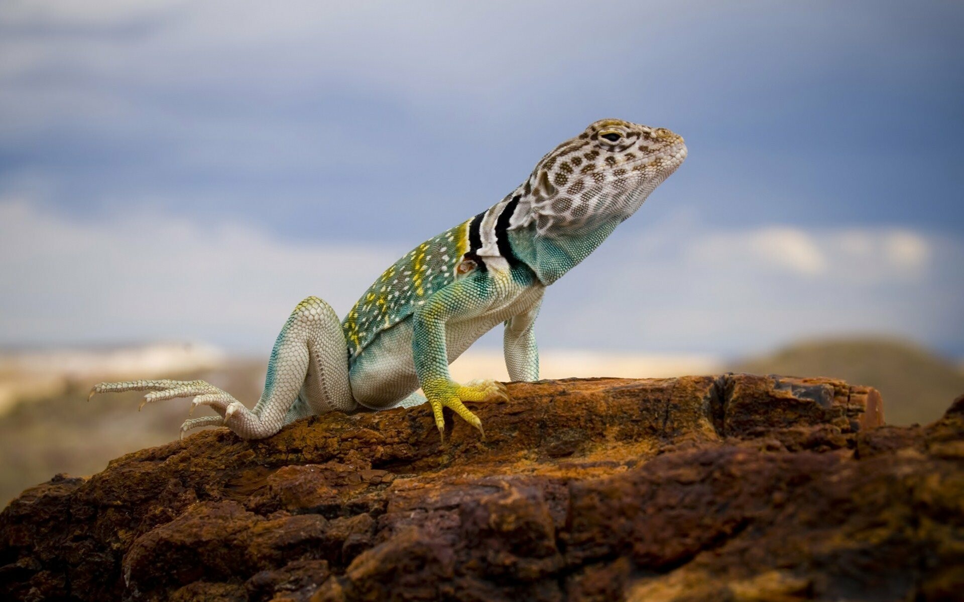 Desert iguana, National Geographic Wallpaper, 1920x1200 HD Desktop