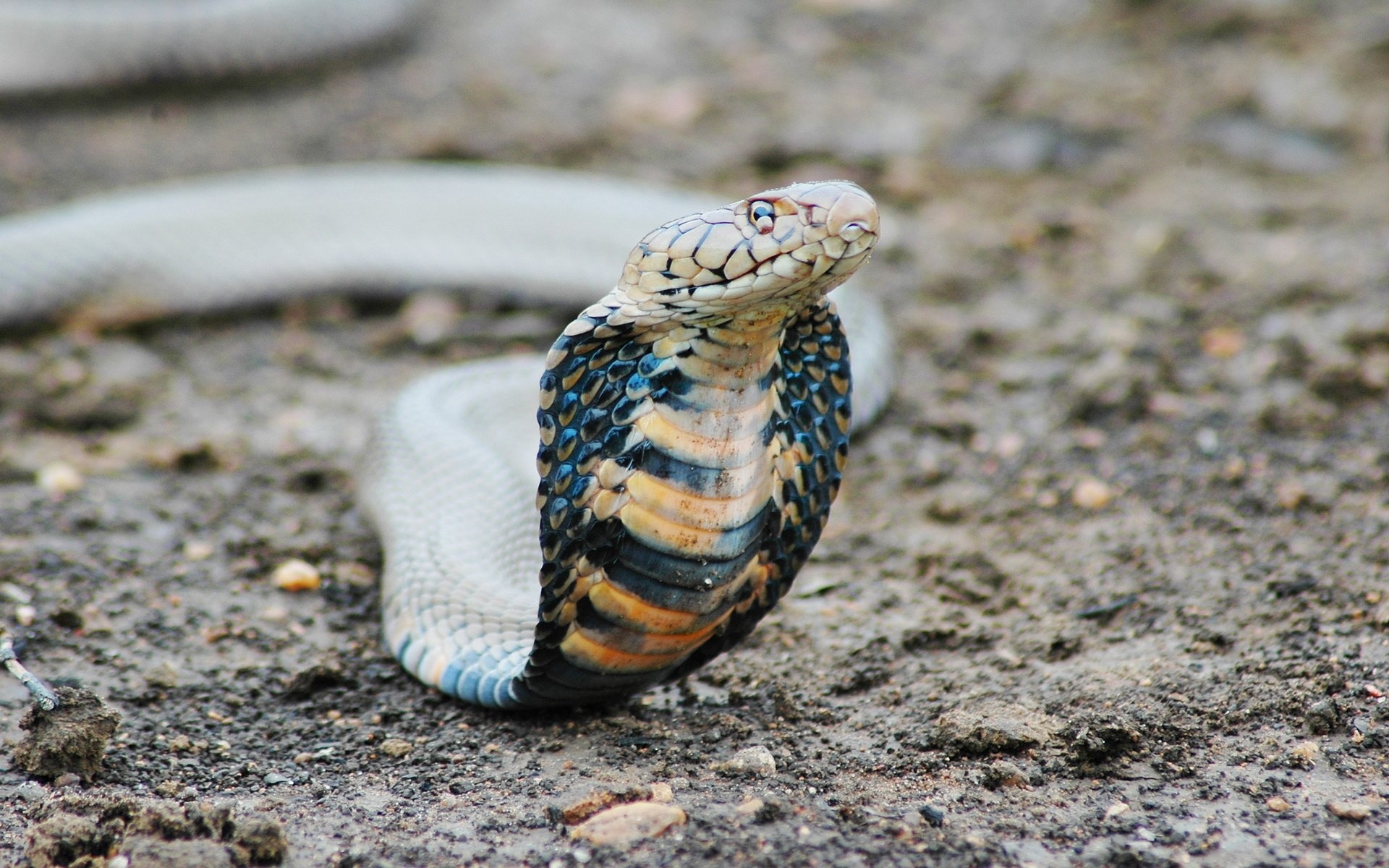 King Cobra, HD wallpaper, Exotic reptile, Striking background, 1920x1200 HD Desktop