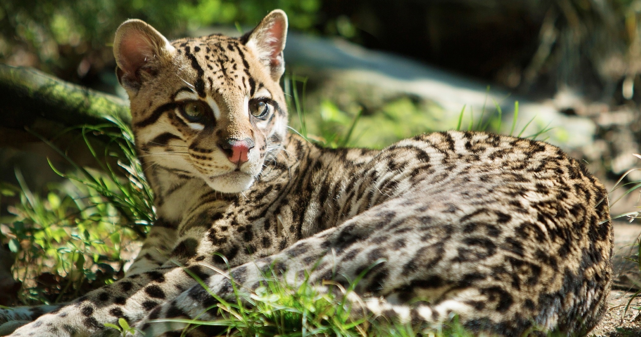 Ocelot, High-quality wallpapers, Exquisite feline, Majestic predator, 2080x1100 HD Desktop