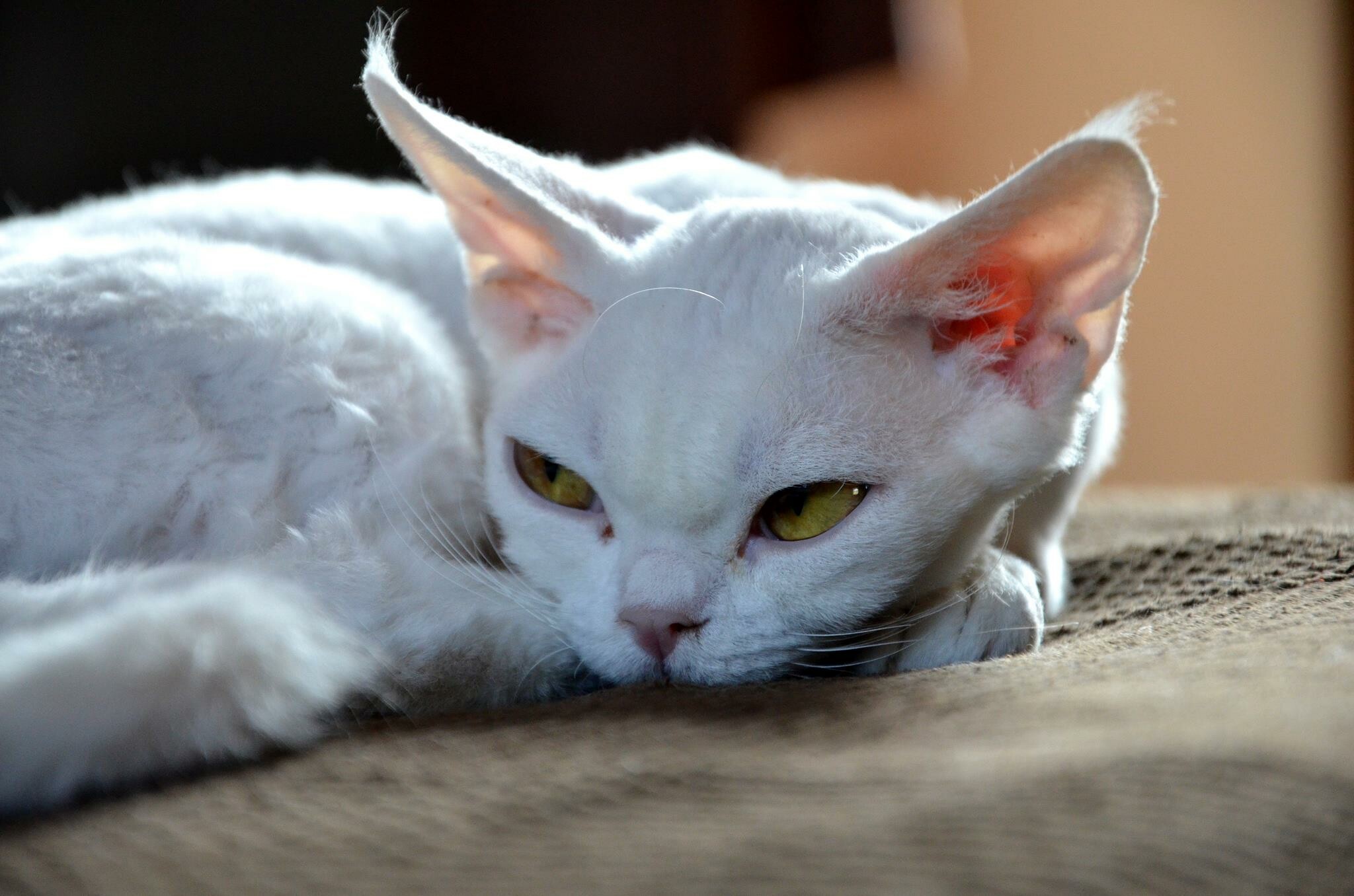 Close-up, Devon Rex Wallpaper, 2050x1360 HD Desktop