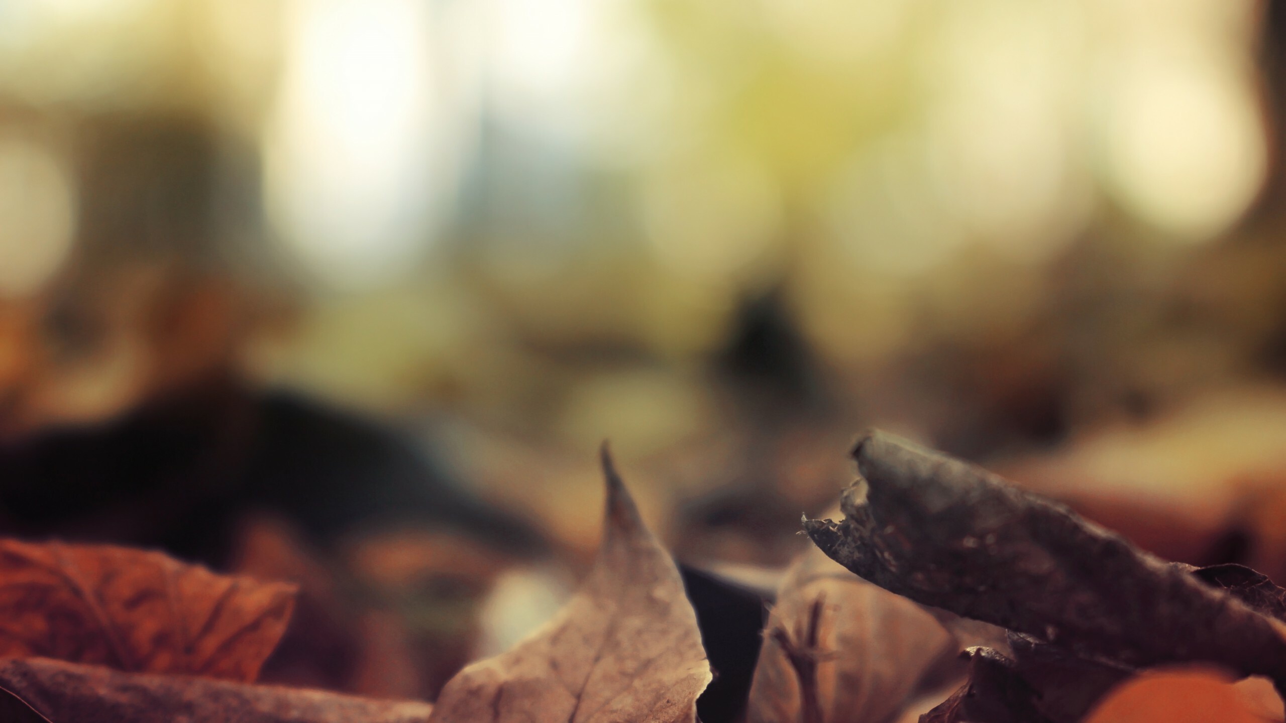 Autumn forest, Nature's beauty, Wallpaper leaves, Serene escape, 2560x1440 HD Desktop