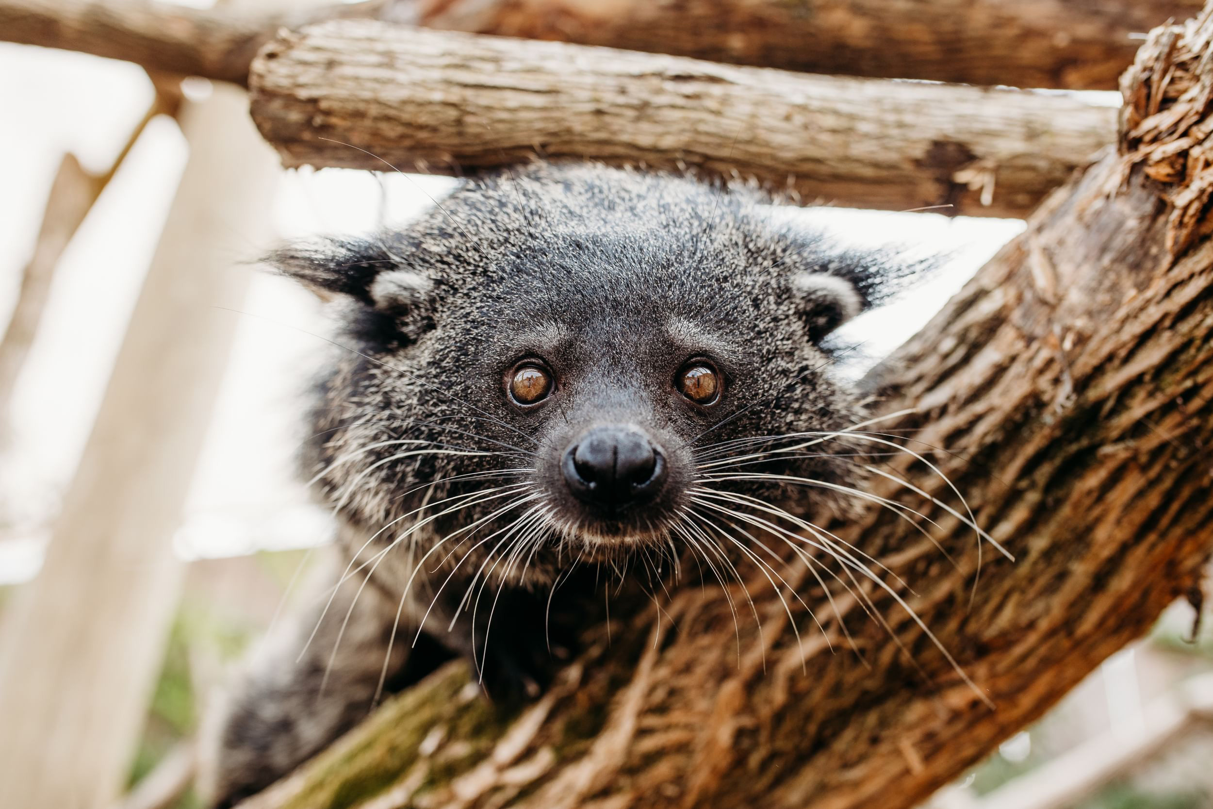 Whiskers, Binturong Wallpaper, 2500x1670 HD Desktop