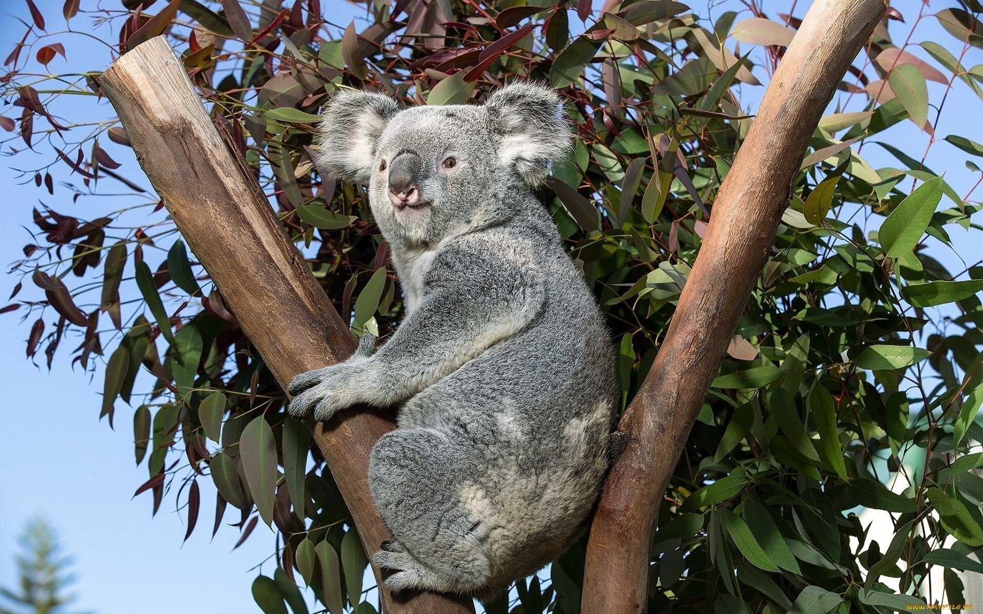 1920x1200 koala wallpapers, High-definition koala backgrounds, Crisp images, Desktop wonders, 1920x1200 HD Desktop