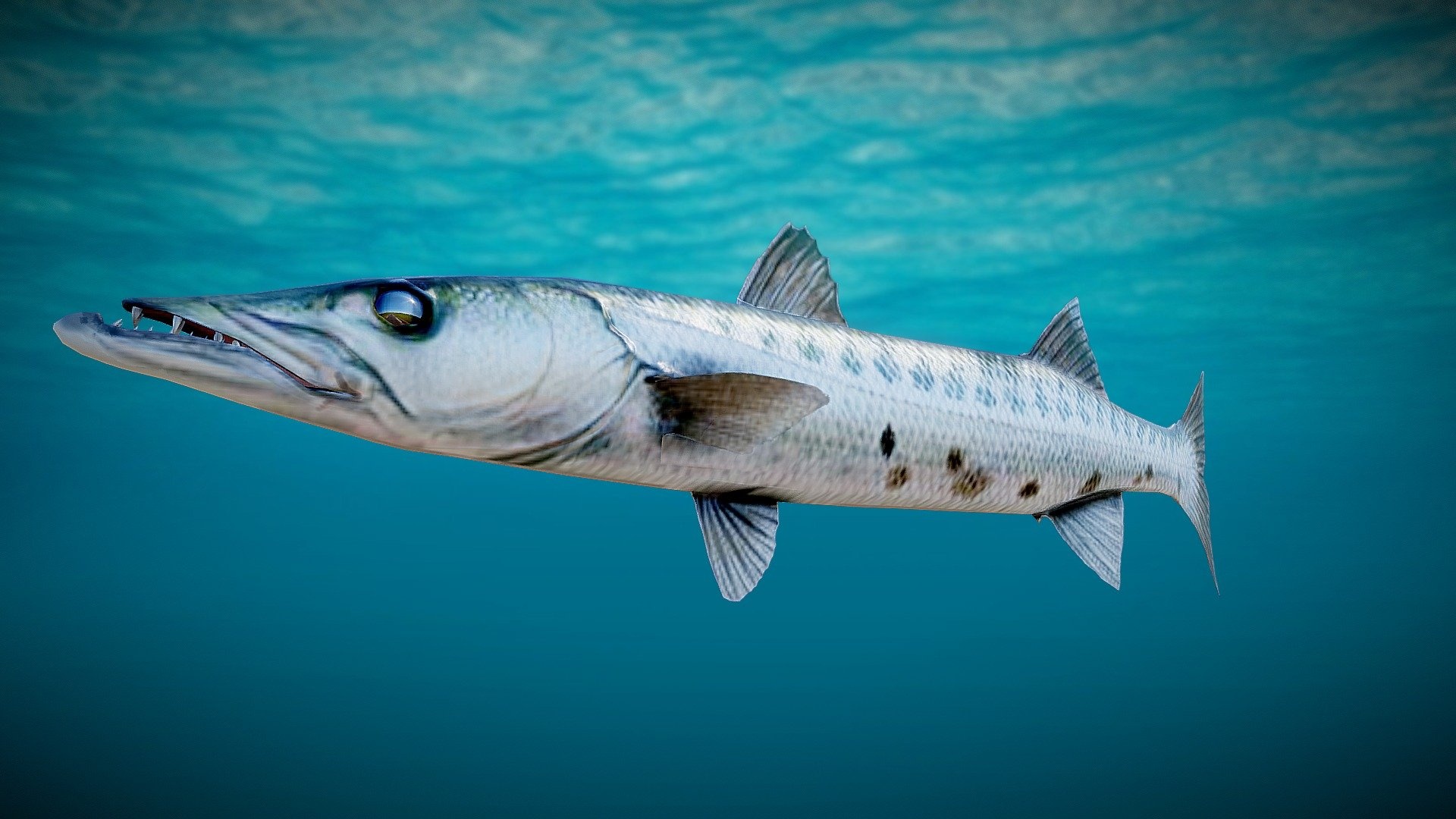 Barracuda fish, Free 3D model, Bluemesh at Vaptor, Download, 1920x1080 Full HD Desktop