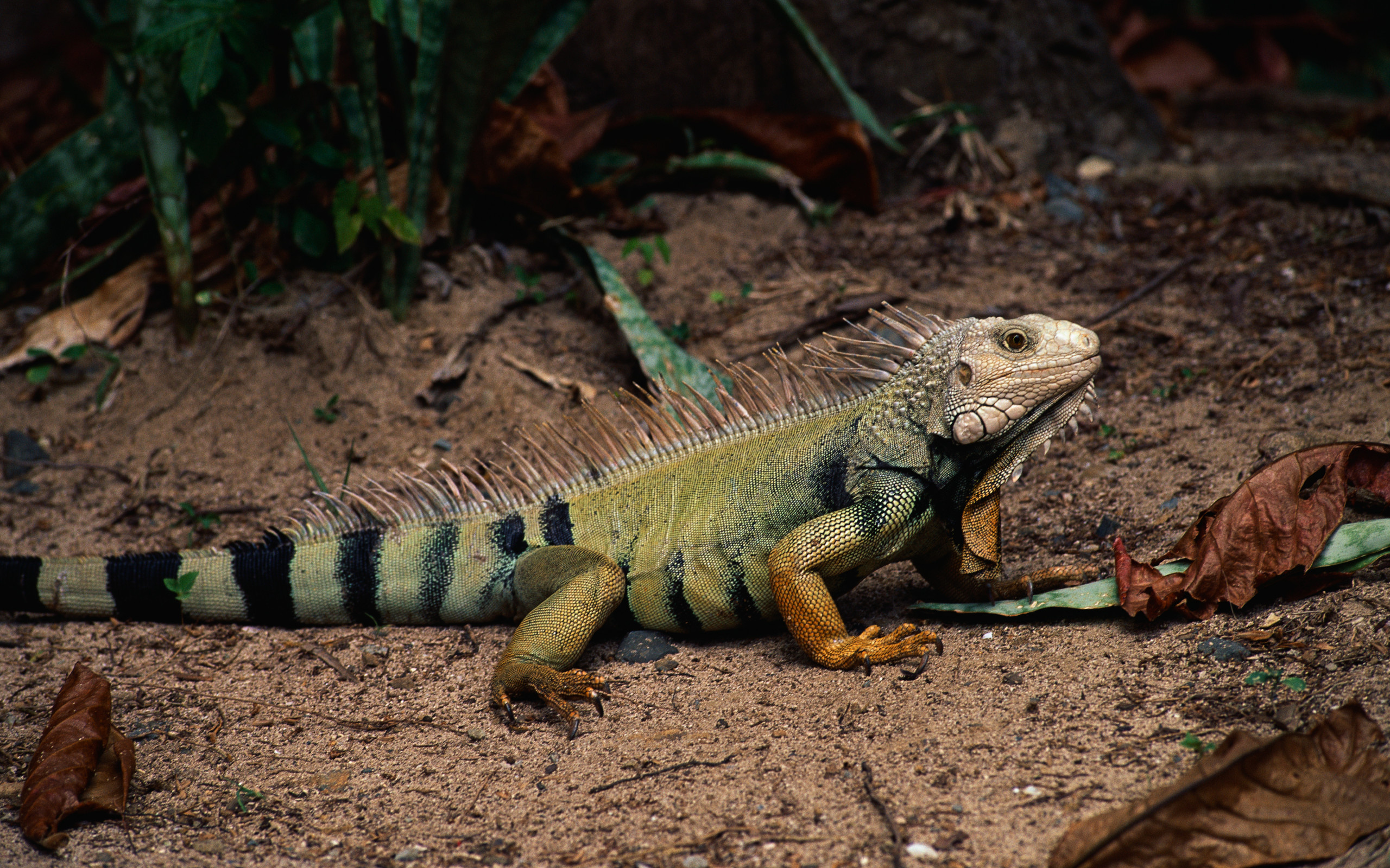 140 iguana hd wallpapers, Background images, 2560x1600 HD Desktop