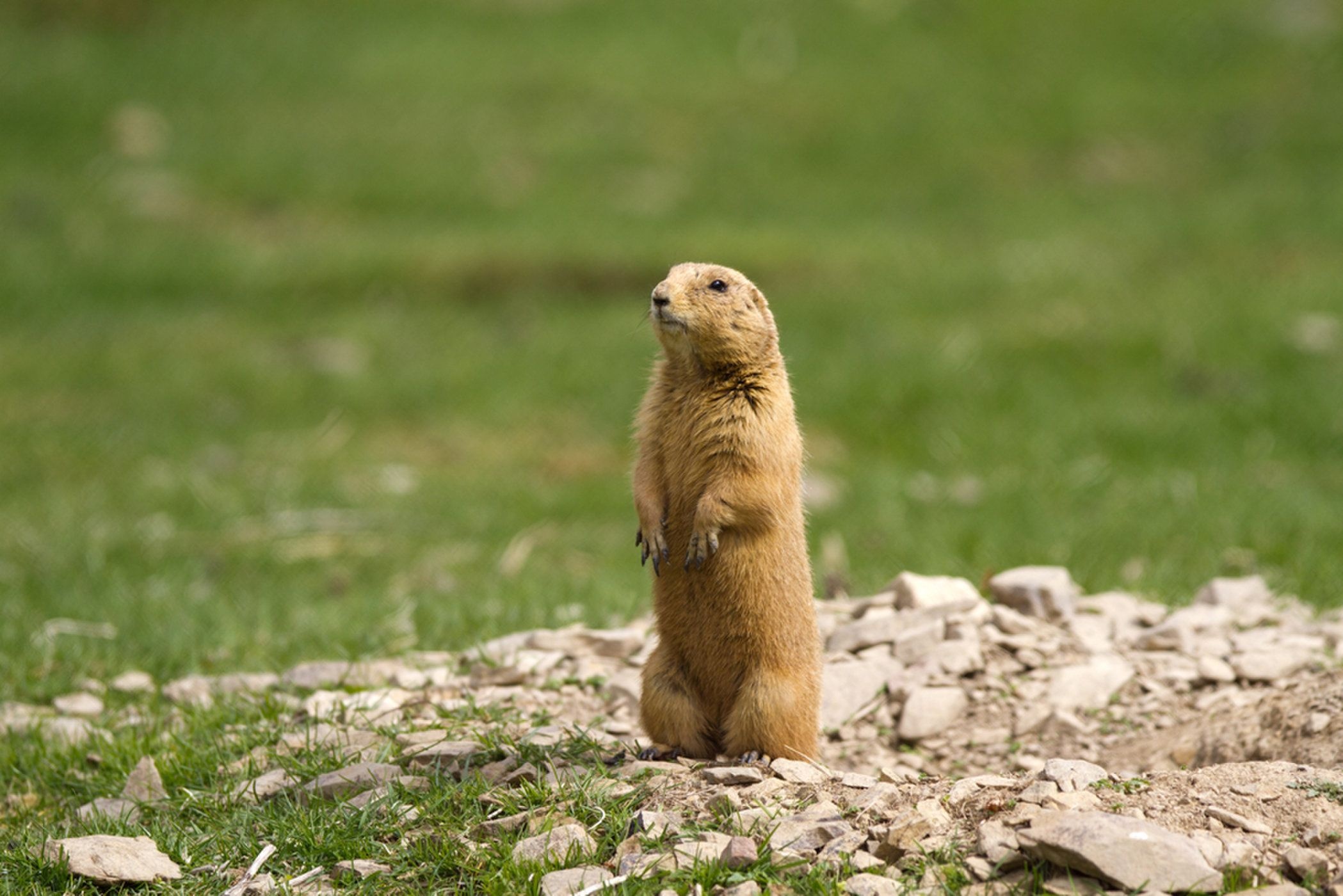 Protect Prairie Dogs, Conservation ideas, 2100x1400 HD Desktop