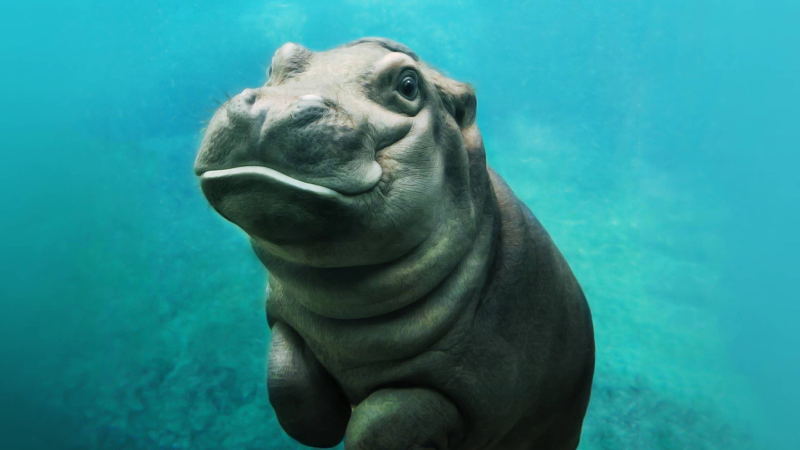 Baby hippo, Hippopotamus Wallpaper, 2560x1440 HD Desktop